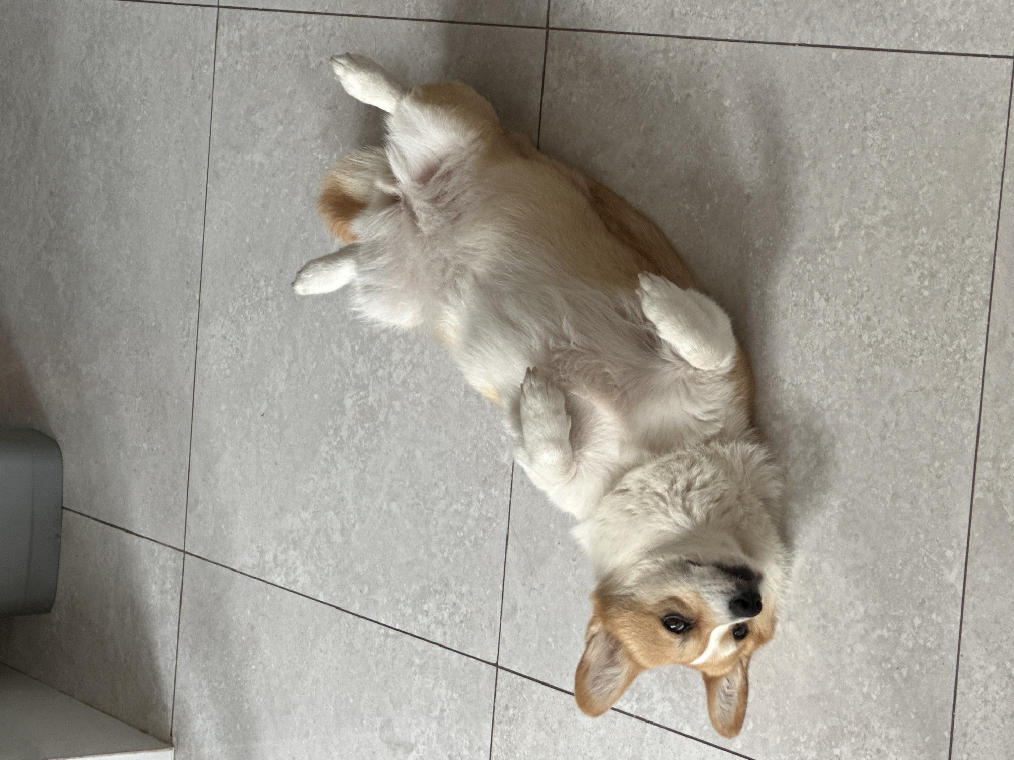 A tan and white Corgi is lying on its back on a gray tiled floor. The dog's belly is exposed, with its paws in the air. The dog is looking at the camera. A gray object is partially visible in the lower left corner. The location is possibly a house or building. No people are visible. Location of the image in the city of Mengwi, Indonesia is not indicated.