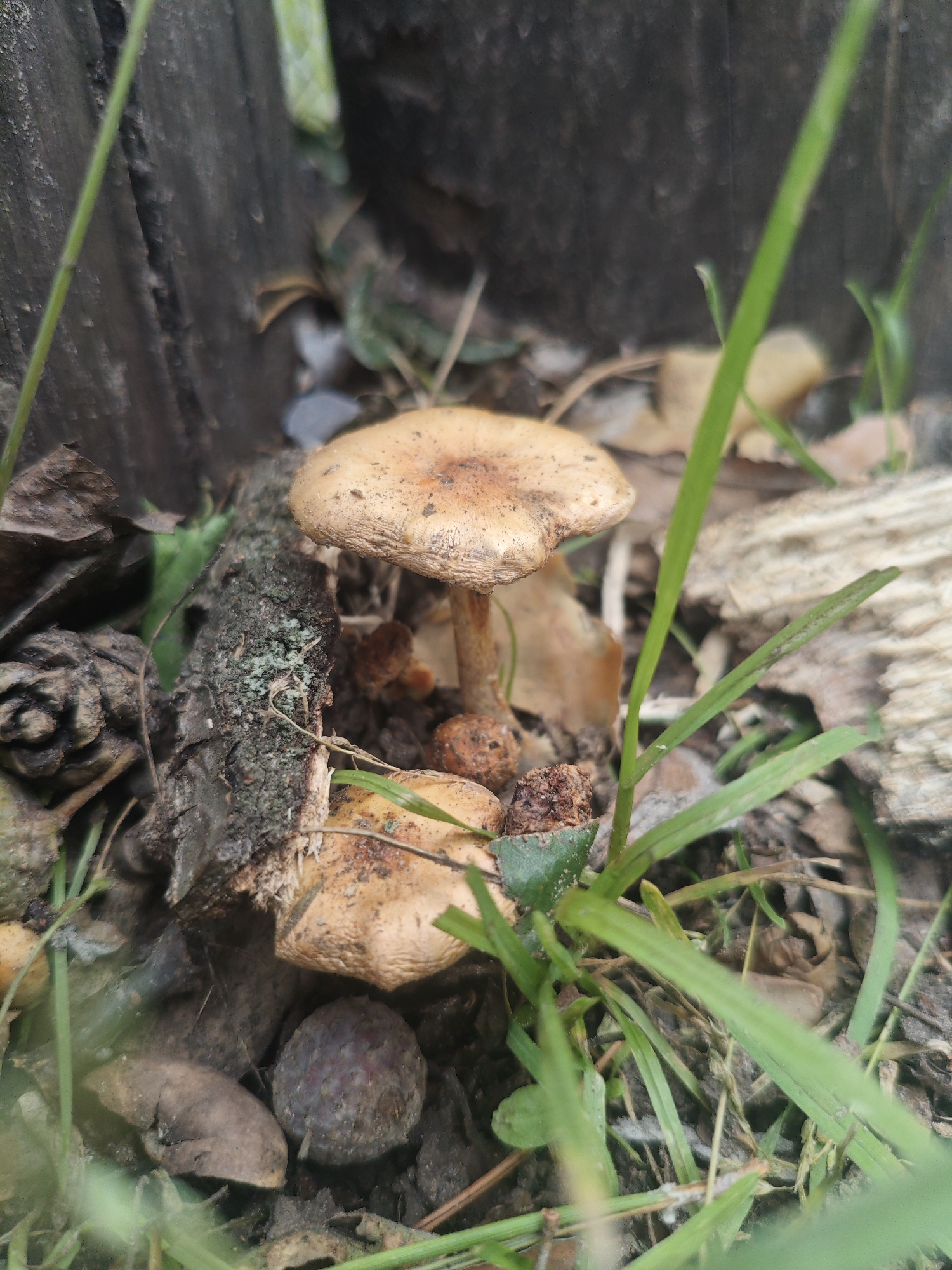 This image depicts a close-up view of several small, light brown mushrooms growing among fallen leaves and grass near the base of a dark, weathered wooden structure, possibly a tree stump or a fence post. The scene is set in an outdoor environment. In the background, a blurry green object, possibly a snake or vine, is partially visible. The ground is covered with dark soil, leaf litter, and some small pebbles or debris. There are no people or discernible actions captured in the image. The overall impression is one of natural growth in a rustic setting. The location is identified as Архангельское, Russia.