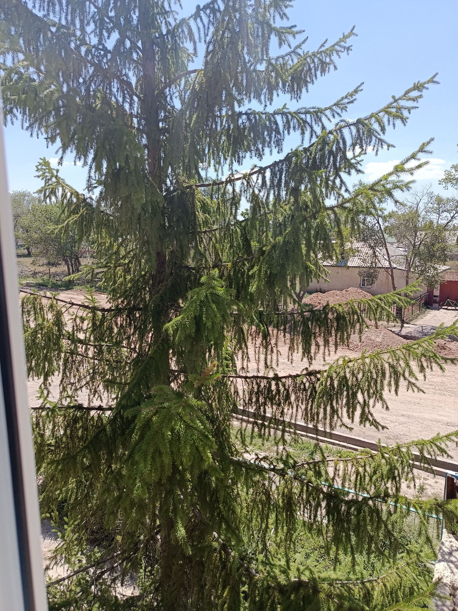 The image shows a view through the branches of a large coniferous tree, likely a spruce, looking out onto a residential area in Baetov, Kyrgyzstan. The tree occupies the foreground and mid-ground of the image, with its dense green foliage obscuring much of the background. Beyond the tree, a dirt road runs horizontally across the scene, bordered by patches of green grass and vegetation. In the distance, several single-story buildings with tiled roofs are visible, suggesting a rural or semi-urban setting. One building appears to be under construction or renovation, with a large pile of dirt in front of it. A red wooden structure, possibly a shed or garage, is also present on the right side of the frame. The sky is a clear blue with a few scattered white clouds. The overall impression is a sunlit day in a peaceful, yet somewhat undeveloped, rural environment.