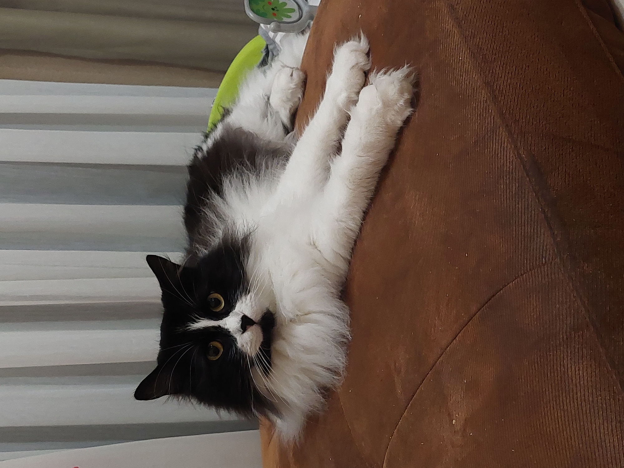 A black and white long-haired cat is lying on a brown textured surface, possibly a couch cushion. The cat is facing the viewer with its body extended. The background consists of vertical, light-colored curtains. The cat has prominent white fur around its neck and chest, and its face is mostly black with white markings on its nose and between its eyes. Its eyes are yellow and it has long white whiskers. The scene appears to be indoors, in a domestic setting, likely in an apartment or house. There is no specific visual information in the image to determine its location within the city of Plovdiv, Bulgaria.