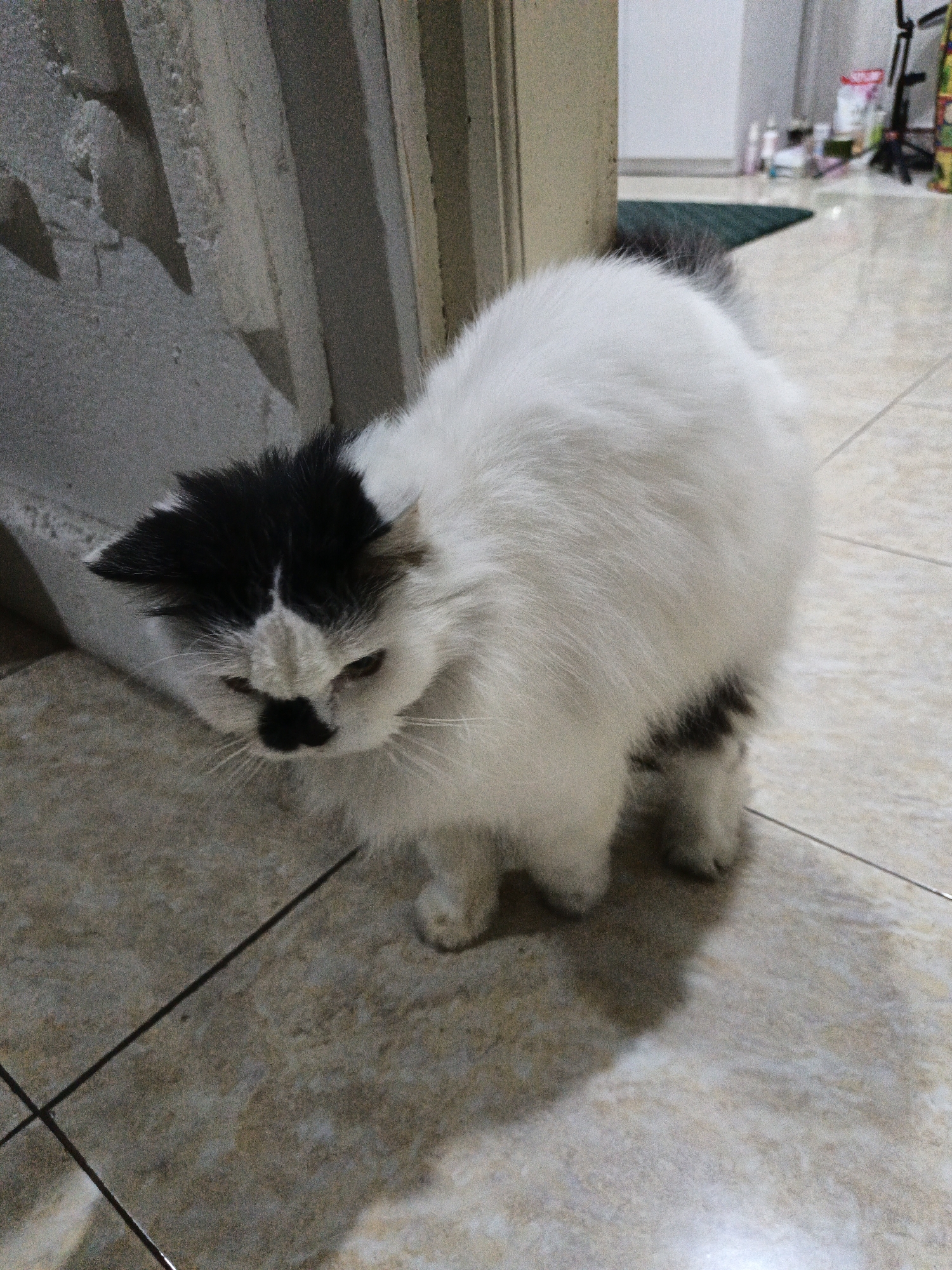 A fluffy, long-haired cat with black and white markings stands on a tiled floor indoors. The cat's face is mostly white with a black patch over its nose and a black marking on its forehead, giving it a masked appearance. Its ears are black and pointed. The cat's body is predominantly white, with some black markings visible on its hindquarters and tail. The background shows a textured concrete wall on the left and a doorway or partition with a wooden frame. Beyond the doorway, the scene opens to a room with tiled flooring, a dark green rug, and various objects on shelves in the distance, including bottles and a black stand. The lighting in the image appears to be artificial, casting shadows on the floor. The location is identified as Karangpakel, Indonesia.
