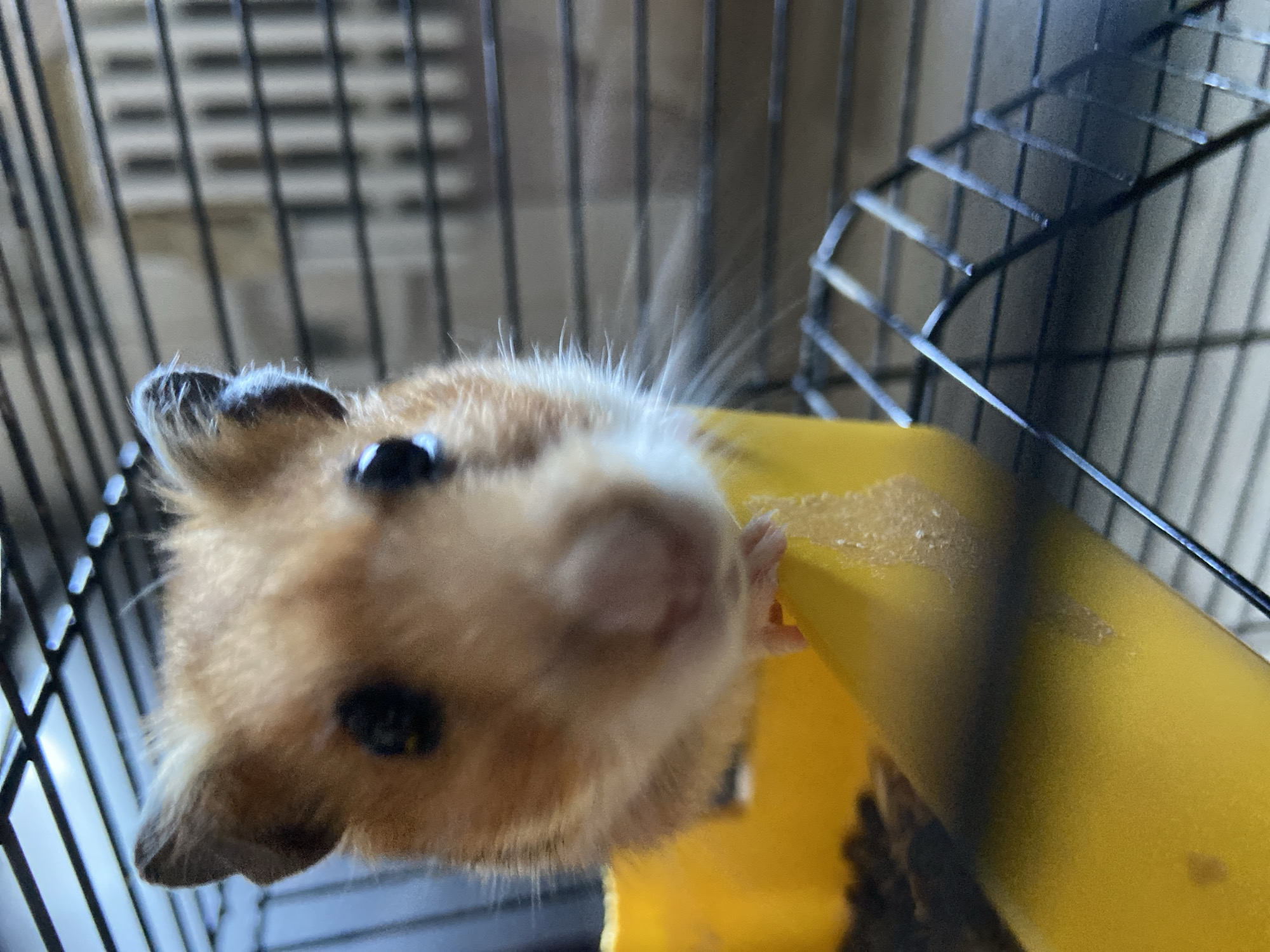 A close-up, eye-level, indoor shot shows a Syrian hamster in its cage. The hamster is golden brown with white accents around its nose and eyes. It is positioned in the foreground, looking directly at the camera. Its head is tilted slightly to the left, and its tiny paws are resting on a bright yellow food dish that contains small brown pellets. The cage bars are visible in the background, creating a grid pattern. The lighting appears to be natural, coming from above and slightly to the left, casting a soft illumination on the hamster and its surroundings. The focus is sharp on the hamster's face and the immediate area of the food dish, with the background being slightly blurred.