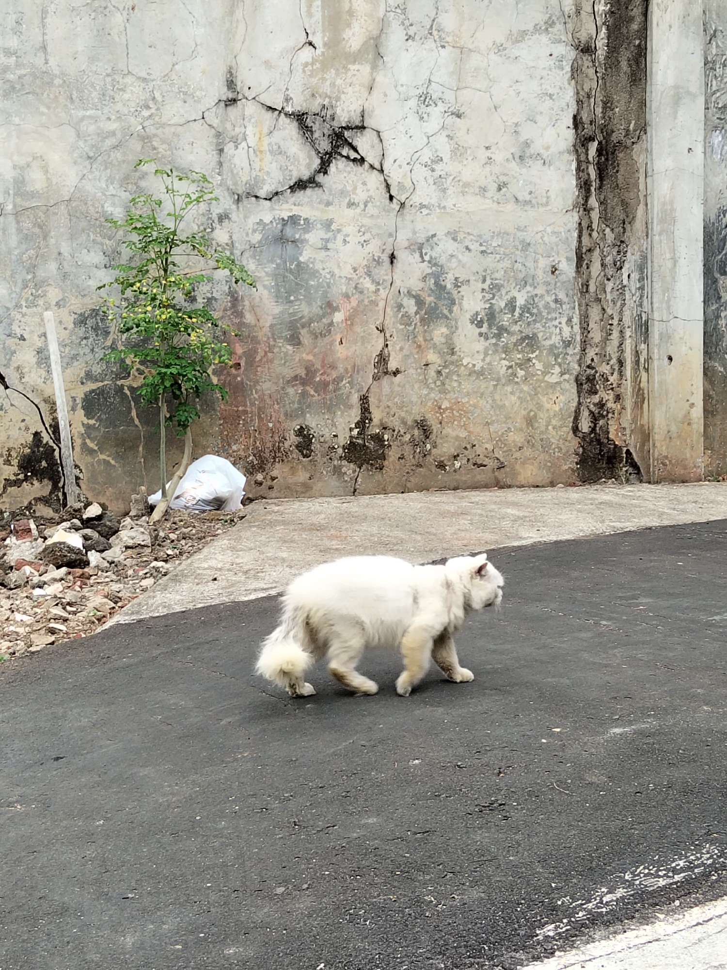 In Cisaga, Indonesia, a fluffy white cat walks across a paved surface. The cat is facing right, with its body angled towards the viewer. Behind the cat, a weathered concrete wall exhibits significant cracking and discoloration, indicative of age and exposure. To the left of the wall, a small, leafy green plant grows near a pile of debris consisting of rocks and what appears to be a white plastic bag. The ground in the foreground is dark asphalt, contrasting with the lighter-toned paved area where the cat is walking.