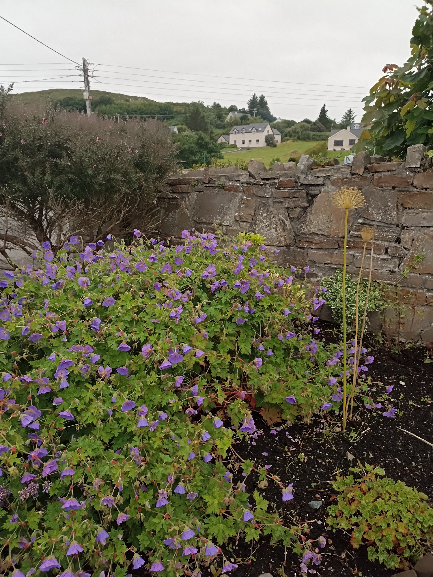 In a garden, a bush of purple geraniums blooms in front of a stone wall. The stone wall is made of rough, irregular stones. Behind the wall, houses are visible on a green hill under a cloudy sky. A power pole with wires runs across the sky.