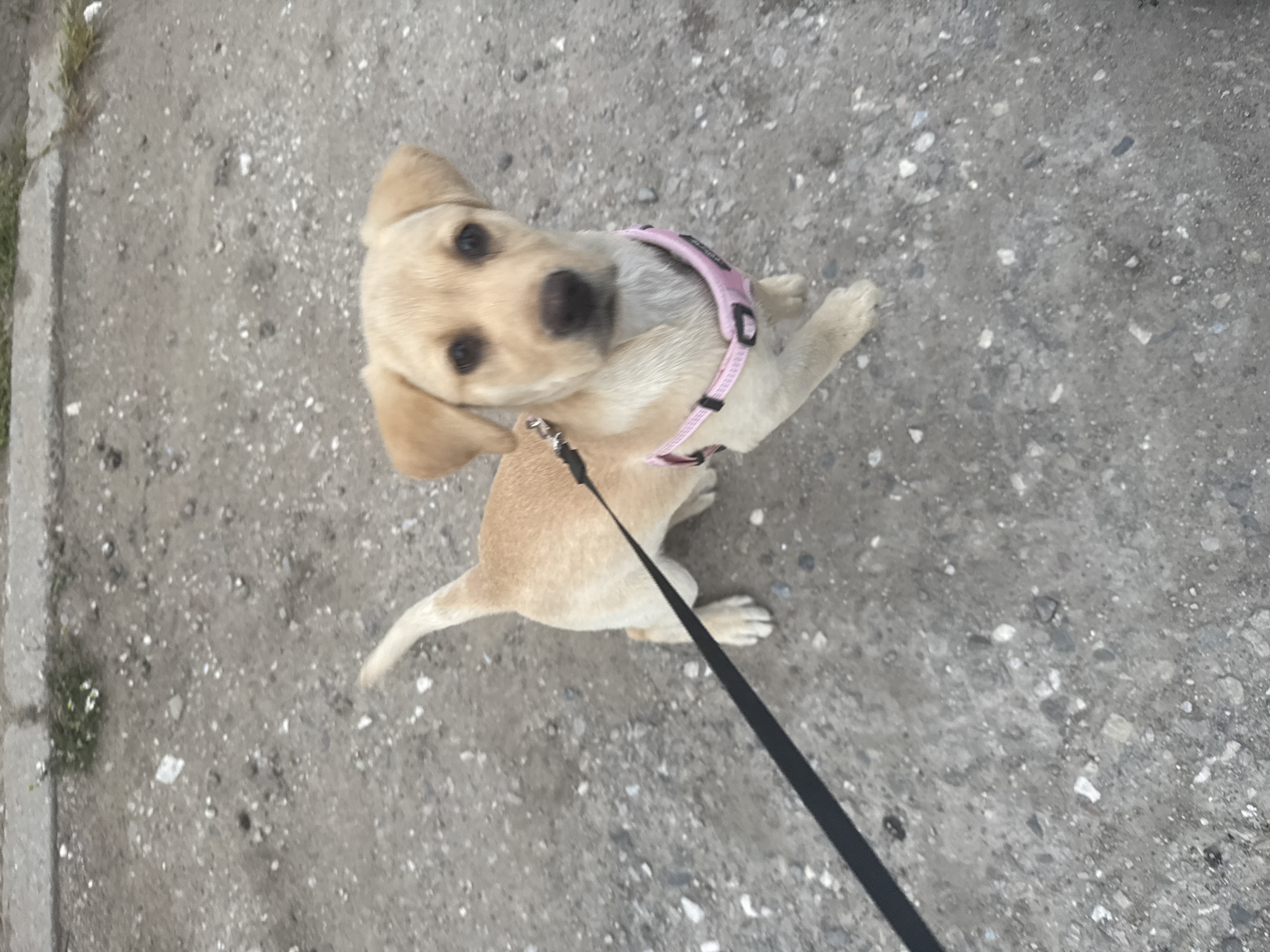 A tan puppy wearing a pink harness and attached to a black leash sits on a grey concrete surface in Cheshnegirovo, Bulgaria. The puppy faces the camera.