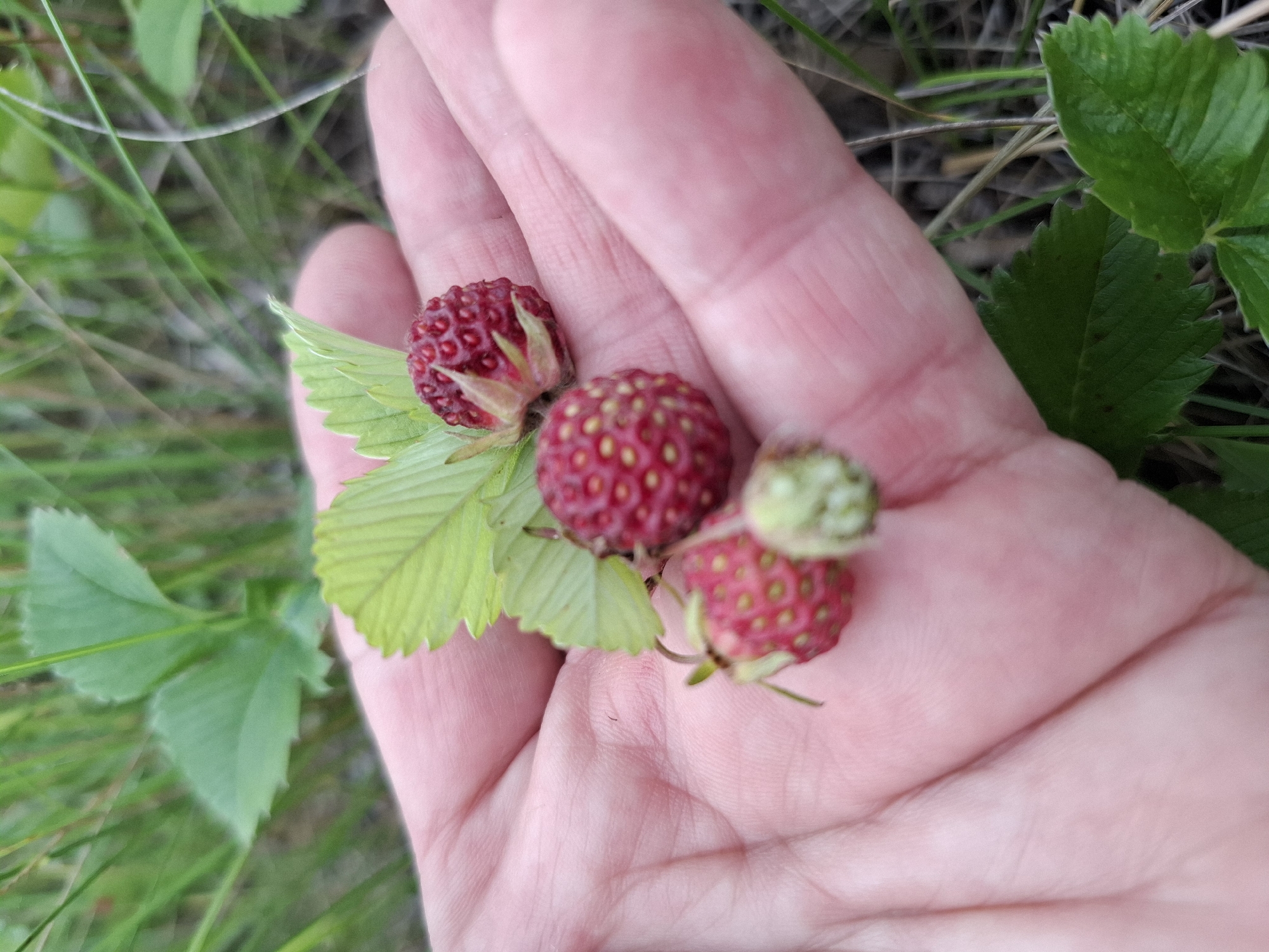 The image shows a person's open palm holding four wild strawberries. Three of the strawberries are ripe and red, while one is green and unripe. The strawberries are small and have visible seeds on their surface. They are accompanied by a few green leaves. The palm appears to be lightly pink and shows some texture from the skin. The background is blurred and consists of green grass and some dry vegetation, suggesting an outdoor setting in a natural environment, possibly in or near the city of Таптыково, Russia.