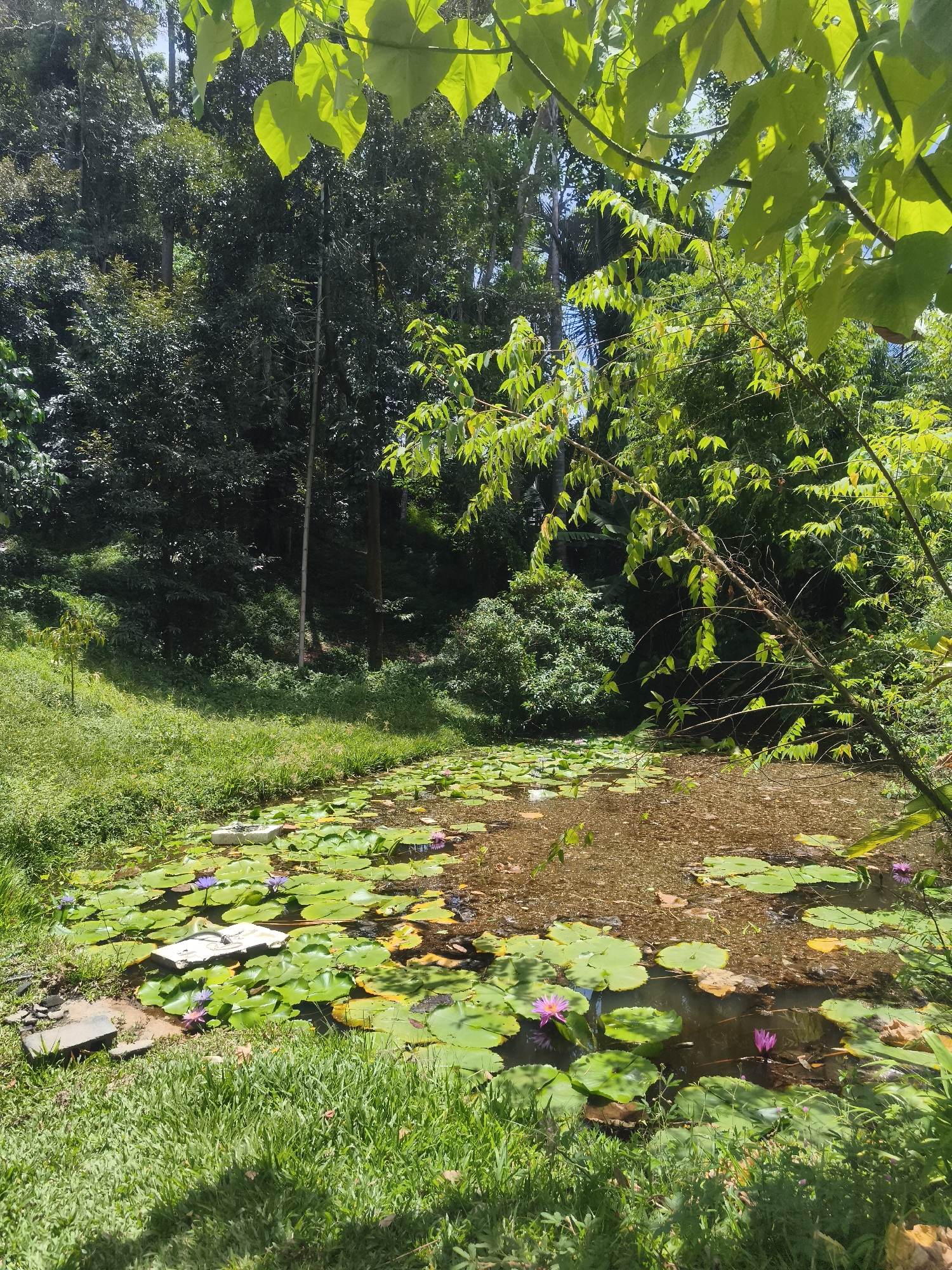 A small pond filled with lily pads and lotus flowers is surrounded by lush greenery in Baan Mae Nam, Thailand. The water is murky, and fallen leaves float among the lily pads. Several large, rectangular concrete blocks are partially submerged at the pond's edge. The surrounding area consists of tall grass and a dense forest. The scene is brightly lit by sunlight filtering through the trees. No people or animals are visible.