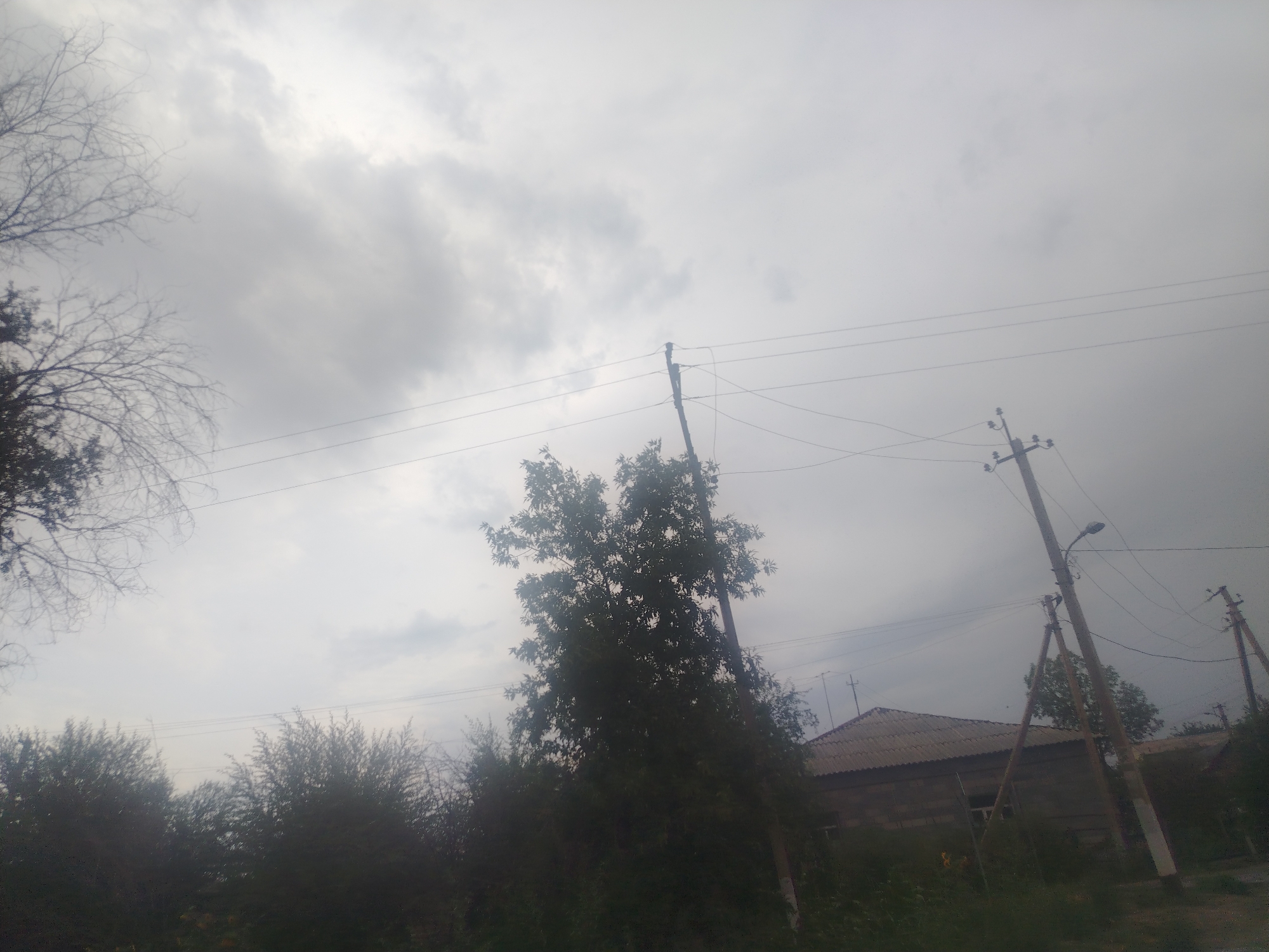 The image depicts a somewhat overcast sky over a street scene in Nukus, Uzbekistan. Power lines crisscross the frame, supported by wooden utility poles. In the foreground, a dense collection of dark green foliage, likely trees and bushes, obscures the ground. A large tree with dark leaves stands prominently in the middle ground, partially silhouetted against the sky. To the right, the roof of a building is visible, appearing to be constructed of corrugated material. Bare branches of a tree frame the upper left portion of the image. The overall impression is one of an ordinary street on a cloudy day.