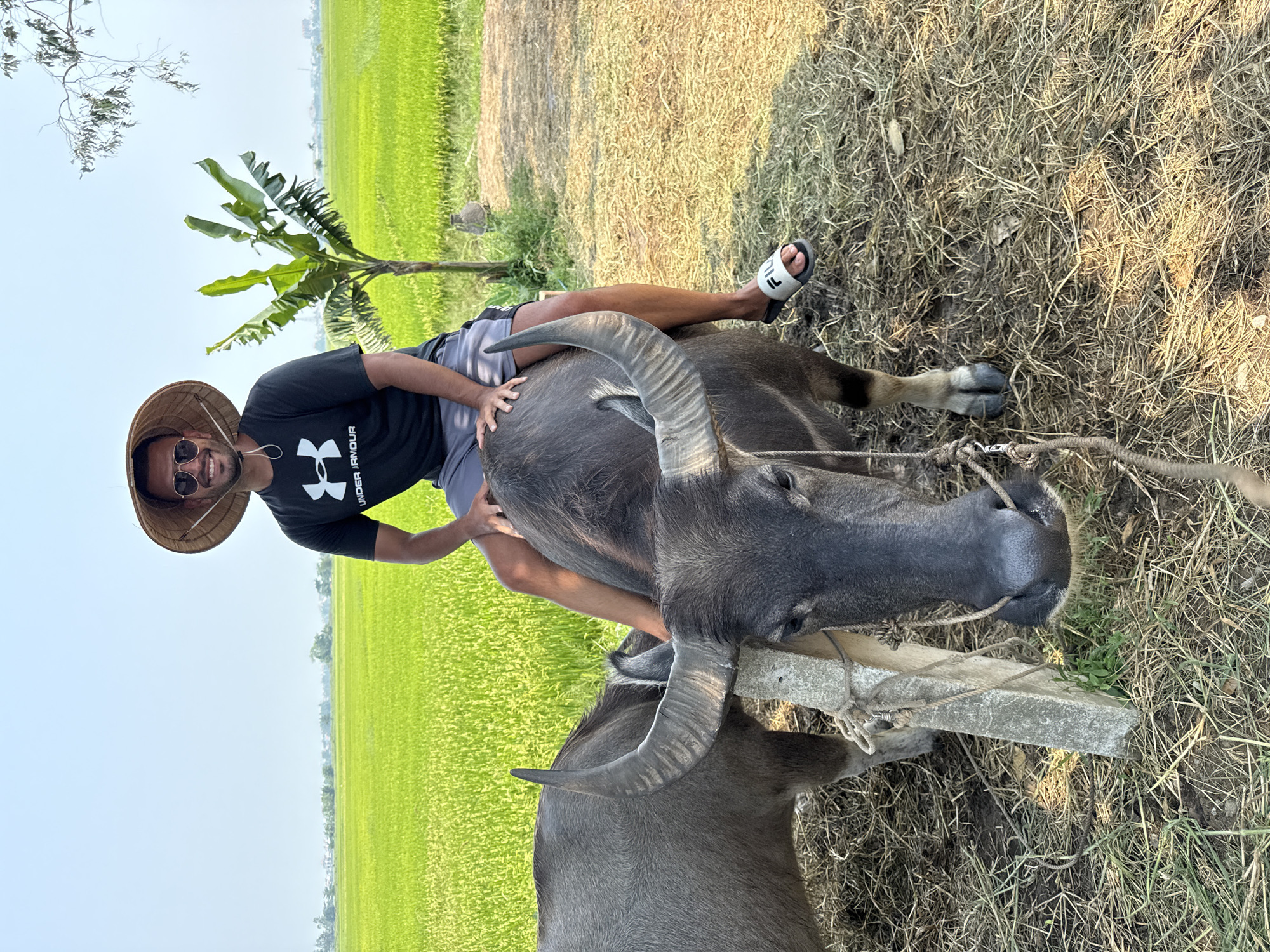 A man wearing a conical hat, sunglasses, black t-shirt, and grey shorts is straddling a water buffalo. The buffalo is tied to a concrete post. The background includes a rice paddy field and dry grass. The location is in Hội An Ward, Vietnam.