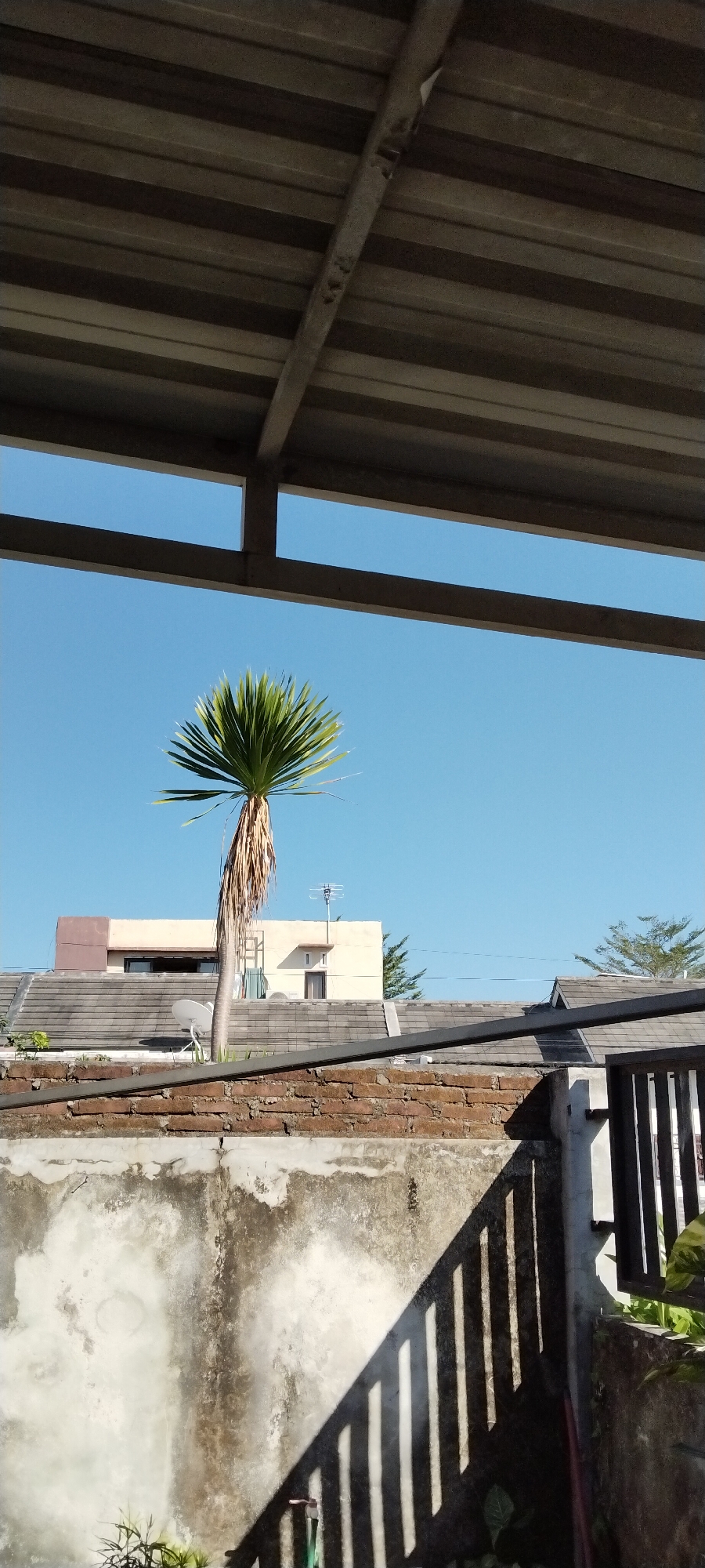 The image depicts a view from beneath a corrugated metal overhang, looking out at a clear blue sky. In the foreground, a weathered concrete wall with visible stains and cracks is present, casting a distinct shadow of a fence onto its surface. Above this wall, a brick wall is visible. A solitary palm tree with a thin trunk and a crown of green fronds stands in the mid-ground. Behind the tree, a two-story building with a cream-colored facade and a brown roof extension is situated on top of a tiled roof. A satellite dish and an antenna are visible on the building. To the right of the building, more tiled roofs and the tops of trees can be seen, along with a section of a dark fence. The overall environment suggests an outdoor urban or suburban setting, potentially in Duman, Indonesia, given the architectural style and vegetation.