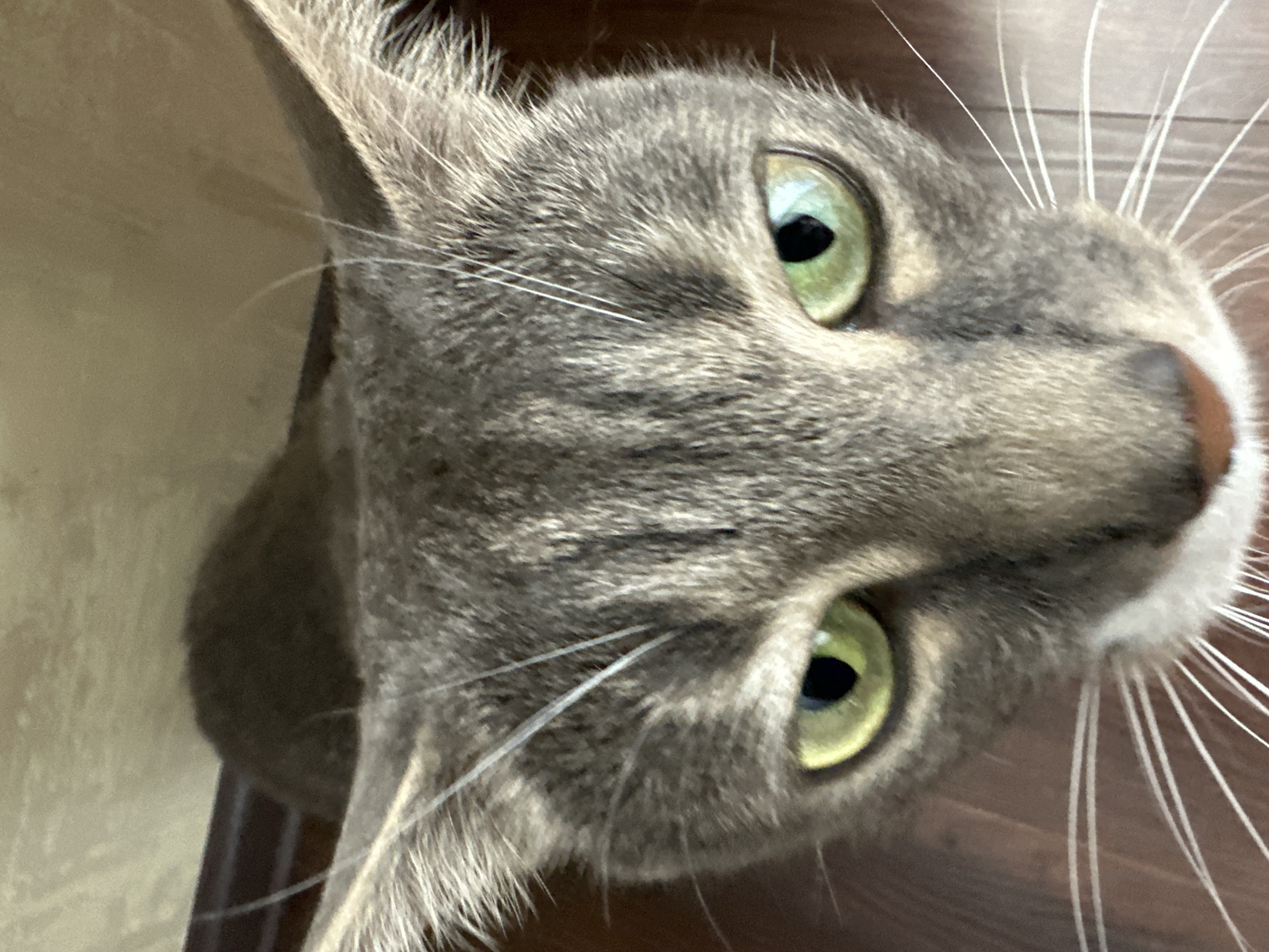 An overhead close-up shot focuses on the face of a gray tabby cat. The cat's ears are visible at the top of the frame, and its green eyes are wide open and looking directly at the camera. The cat's fur is a mix of gray and black stripes, and its long white whiskers extend outwards. The background is blurred, but appears to be a wall or curtain in a neutral color, with some dark lines suggesting a shelf or furniture. The image is well-lit, with natural light illuminating the cat's face.