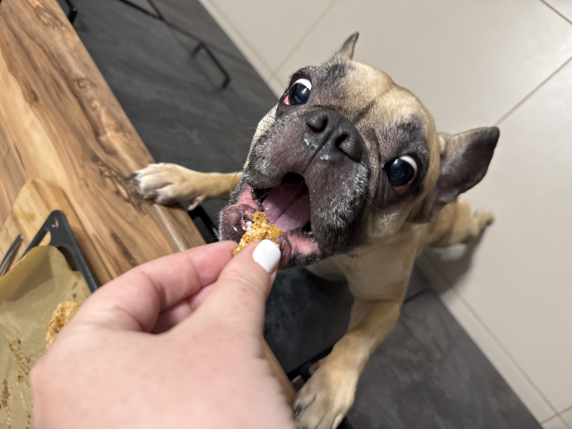A close-up, high-angle shot shows a person's hand holding a small, crumbly food item towards the open mouth of a fawn-colored French Bulldog. The dog is positioned in the lower half of the frame, with its front paws resting on a dark grey countertop and its head tilted upwards, eagerly reaching for the treat. Its eyes are wide and dark, reflecting the lighting. The hand, with white nail polish, is in the upper left quadrant, partially obscuring the dog's mouth and the treat. Behind the dog and hand, a wooden countertop with a live edge is visible, with a black baking sheet containing more food items on parchment paper resting on it. The background further consists of dark cabinetry and a light-colored tiled floor. The scene appears to be an indoor kitchen setting. This image is not located in Mikhaylovsk, Russia.