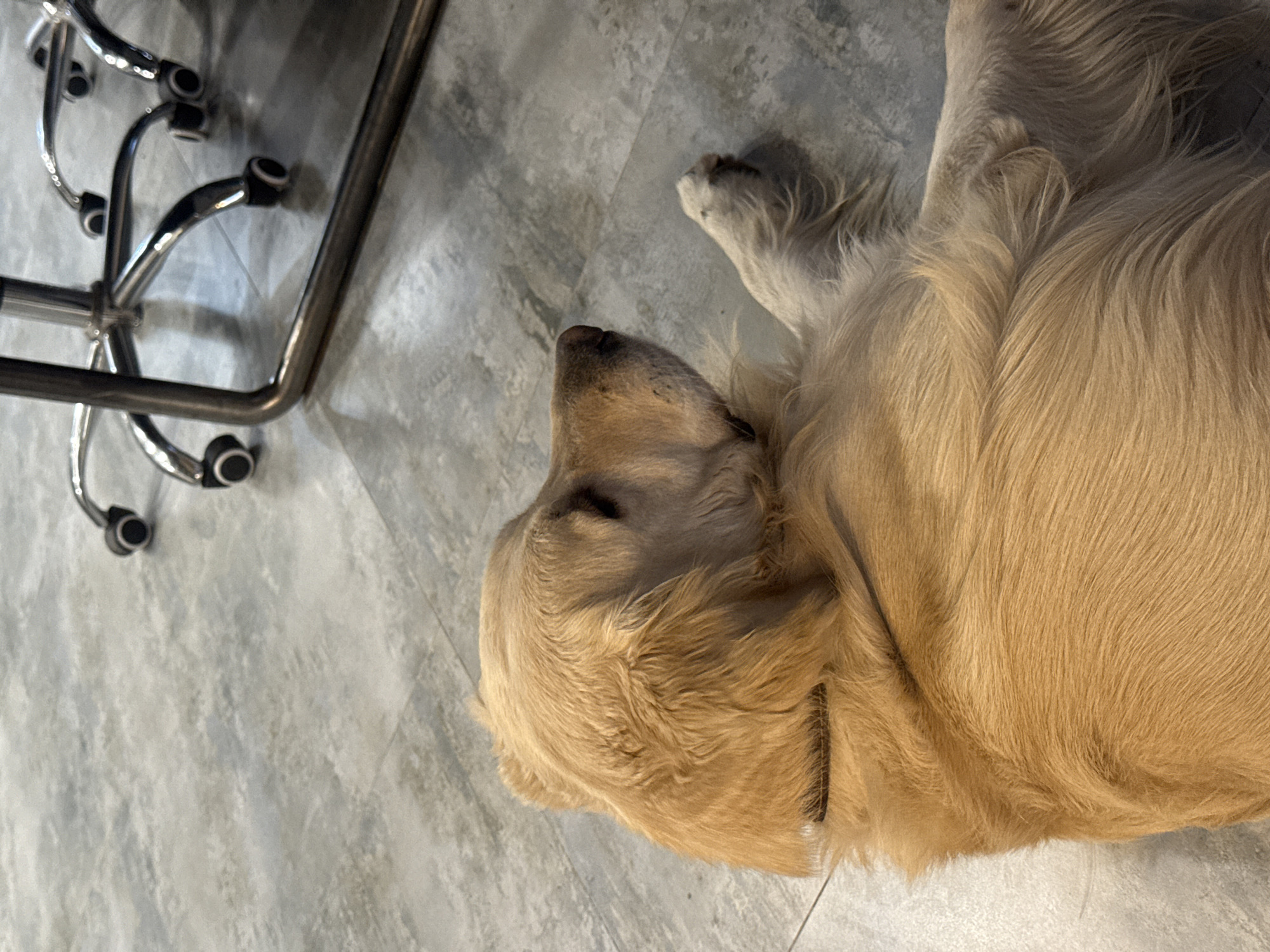 A light-colored dog is sleeping on a gray tiled floor next to the base of an office chair. The photograph was likely taken indoors. There is no information to indicate this photograph was taken in Yerevan, Armenia.