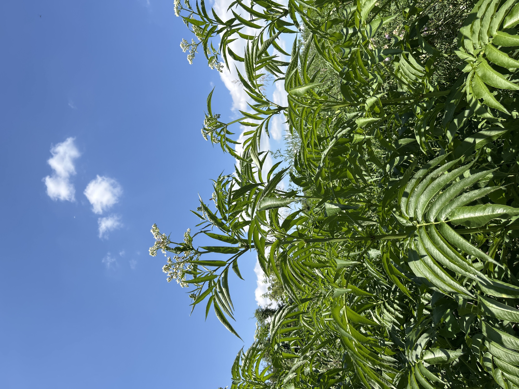 This is an outdoor, eye-level, vertical, close-up shot of tall, leafy green plants with white flower clusters at the tops, set against a bright blue sky with scattered white clouds. The plants are in focus and occupy the majority of the frame, with their serrated leaves creating a dense canopy. The lighting suggests it is daytime and sunny, with some shadows cast by the leaves. The background shows a slightly blurred green landscape, possibly a field or meadow. There is no indication of human presence or activity, nor specific landmarks that would identify the location within Zaboizkiy, Russia.