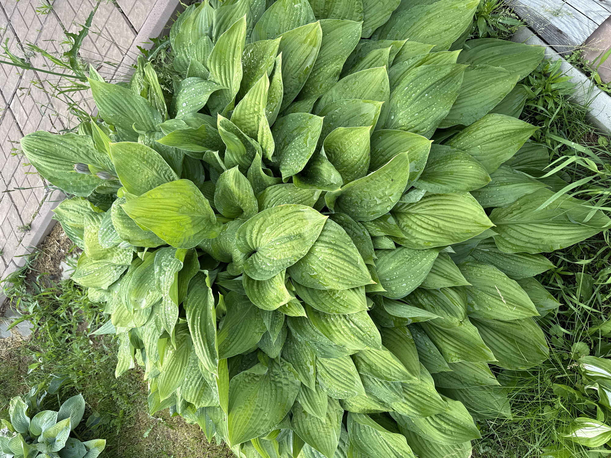 A high-angle, overhead shot captures a large, dense clump of hosta plants growing in a garden. The hosta leaves are a vibrant green, with some showing a slight variegation of lighter green. Water droplets dot the surface of the leaves, suggesting recent rain or dew. The plants are situated next to a paved walkway made of interlocking stones, which are light gray and laid in a diamond pattern. Surrounding the hostas and the walkway is a mix of green grass and some drier, brown vegetation, indicating an outdoor setting in a temperate climate. In the lower left of the frame, another smaller clump of hostas with paler green and white-edged leaves is partially visible. The lighting suggests it is daytime, likely morning or late afternoon due to the softness of the light and the absence of harsh shadows. The scene is peaceful and natural, conveying a sense of a well-maintained garden. There is no visible text in the image.