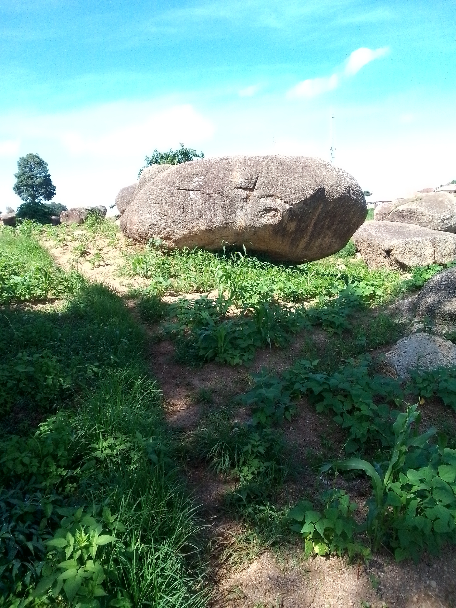 A large, weathered boulder rests on a grassy, uneven terrain under a bright blue sky with scattered white clouds. The boulder, which dominates the middle ground, appears to be part of a rocky outcrop, with smaller rocks and vegetation surrounding it. The foreground is covered in lush green grass and various leafy plants, suggesting a natural or rural setting. A lone tree stands on the left side of the image, further emphasizing the natural landscape. The scene is brightly lit, indicating it was taken during the daytime. There are no people or animals visible in the image.