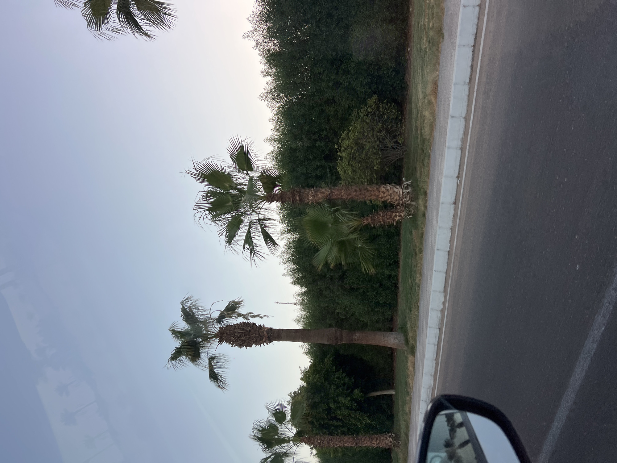 The image captures a roadside scene, likely in Sharm El Sheikh, Egypt, characterized by lush greenery and palm trees lining a street. In the foreground, the asphalt road is visible, with a white line marking the lane. To the left, a car's side mirror reflects a partial view of palm trees and the sky, indicating movement. A concrete curb separates the road from a grassy median strip where several palm trees stand tall. Behind the palm trees, a dense hedge forms a backdrop, suggesting a landscaped area or property boundary. The sky is a soft blue, with a hint of dusk or dawn light. The overall impression is one of a well-maintained urban or resort environment.