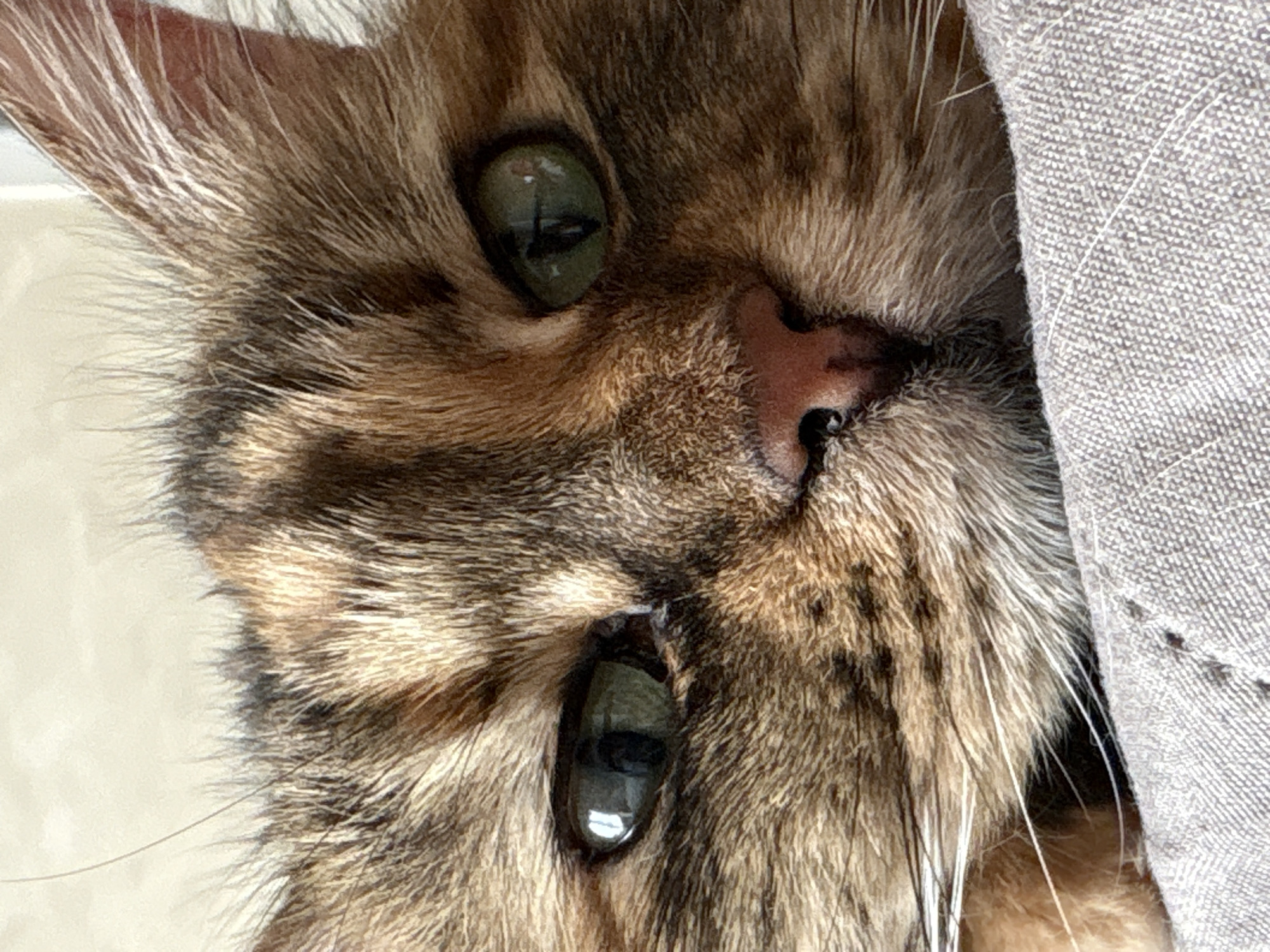 A close-up shot of a cat's face, featuring brown and tan fur, green eyes, and a pink nose. Part of the cat's face is against a gray fabric. The background to the left is a blurry off-white. The image is rotated, with the cat's face appearing sideways. The location in the city of Bar, Montenegro is not discernible from the image.
