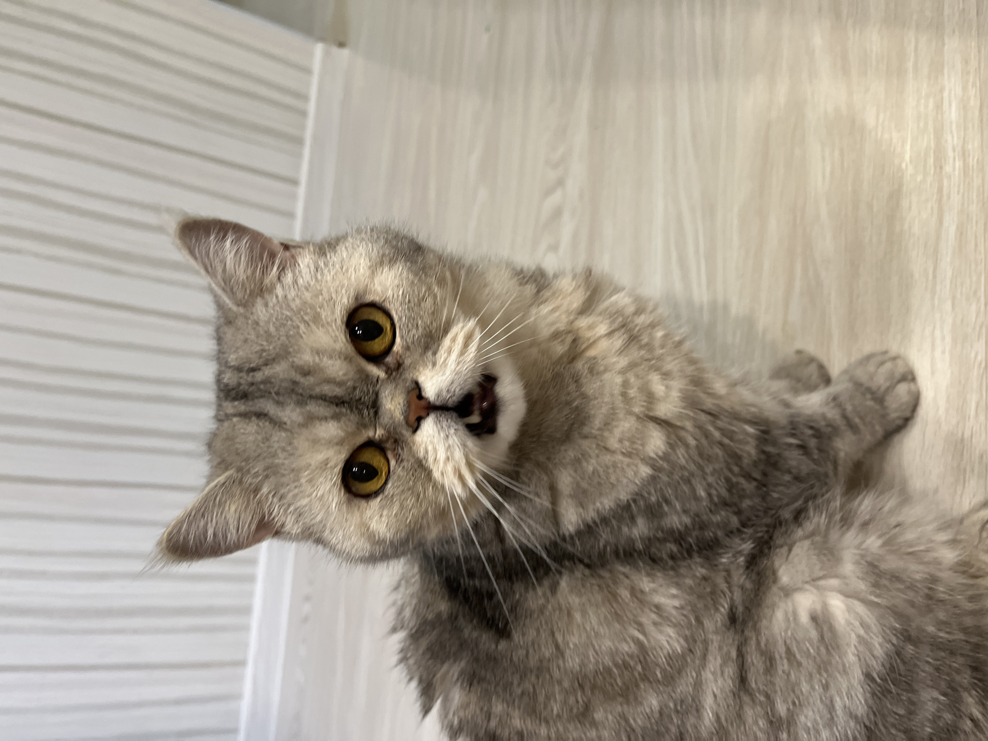 A medium shot depicts a gray tabby cat with golden eyes lying on a light-colored, wood-grain floor. The cat is tilted to the left, looking up at the camera with its mouth slightly open, revealing its teeth. A white, ridged wall is visible in the background. The location is Chaikovsky, Russia.