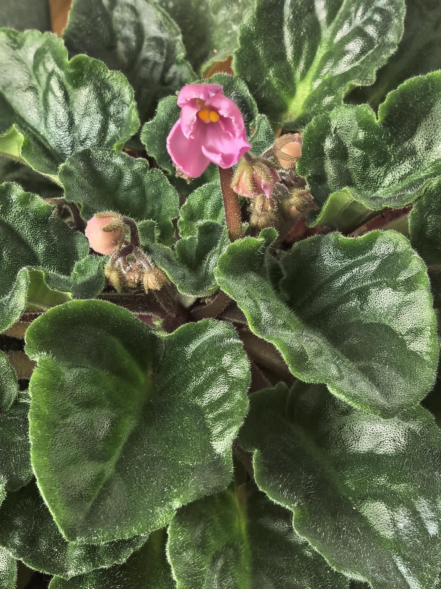 A close-up, high-angle shot of an African violet plant. The plant has numerous dark green, velvety leaves that fill the frame. A single pink flower with a yellow center blooms prominently in the upper portion of the image, surrounded by clusters of unopened buds. The stems supporting the flower and buds are light brown and covered in fine hairs. The overall impression is one of vibrant color and texture. Location: Unknown, Unknown.