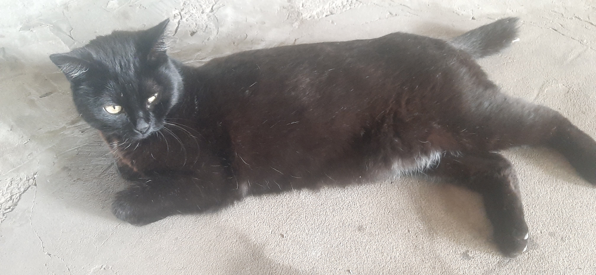 A black cat with yellow eyes is lying down on a light-colored, textured surface, possibly concrete or a similar material. The cat is positioned horizontally, with its head facing left and its body extending to the right. Its fur appears sleek and dark. The surface it is lying on has visible lines and textures, suggesting it might be an outdoor or unfinished indoor area. There is some slight discoloration and what appears to be a shadow cast on the surface to the left of the cat. The lighting suggests it is daytime, but no specific time can be determined. The overall scene is simple, focusing solely on the resting feline. No people, text, or other animals are visible. The provided location context is Yessentukskaya, Russia.