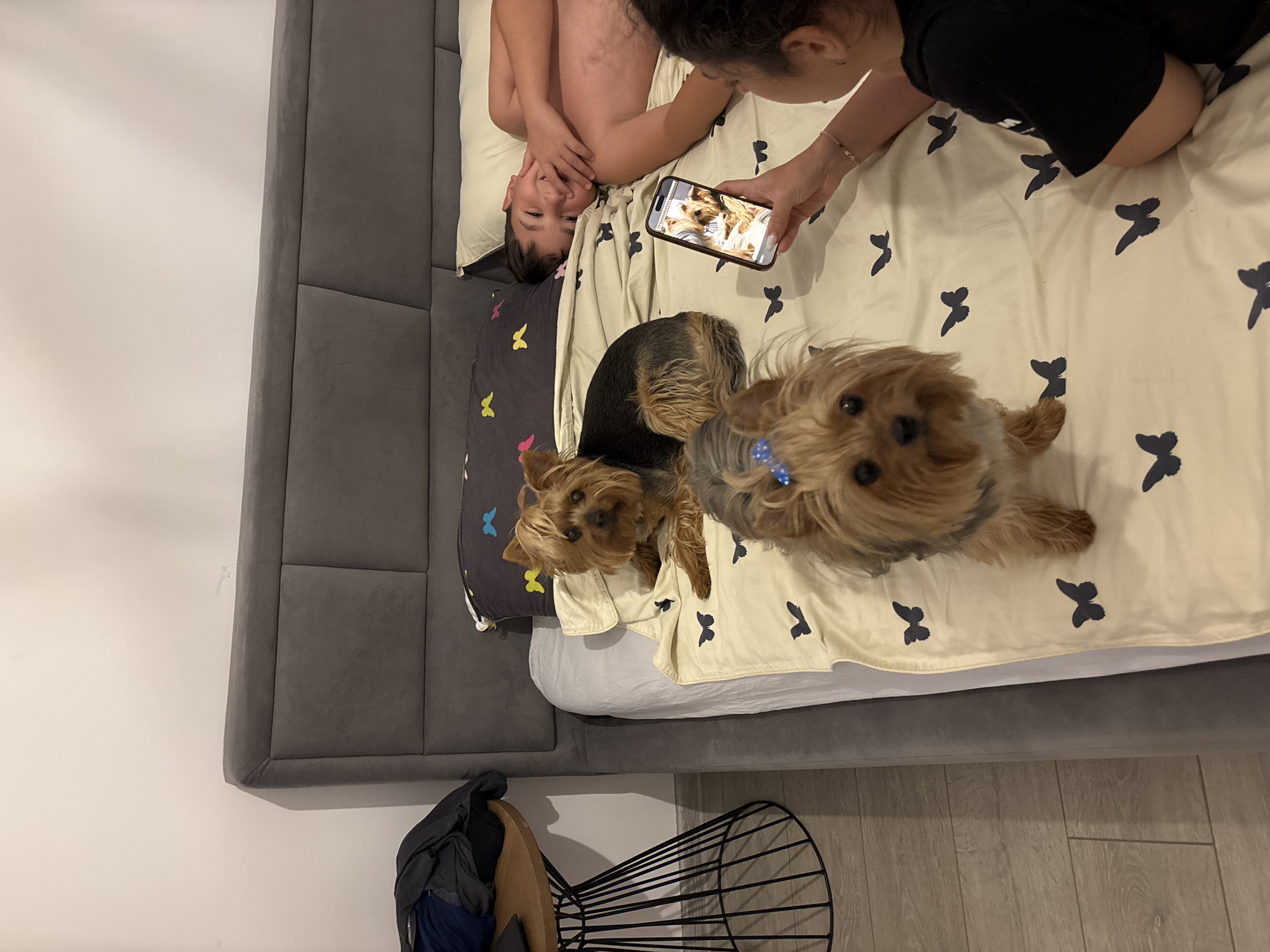 In an indoor setting, likely a bedroom, a young boy lies on a bed covered with a light-colored sheet patterned with dark butterflies. He is smiling and looking towards a woman on the right side of the frame. The woman, with dark curly hair, is holding a smartphone and appears to be taking a picture of the boy. Two Yorkshire terriers are also on the bed, one closer to the viewer and the other further back. The dog in the foreground has a blue bow on its head. A dark gray upholstered headboard frames the bed. To the left of the bed, a round side table with a black wire base holds a pile of dark clothing. The floor is wood-patterned linoleum. The overall scene suggests a casual, domestic moment.