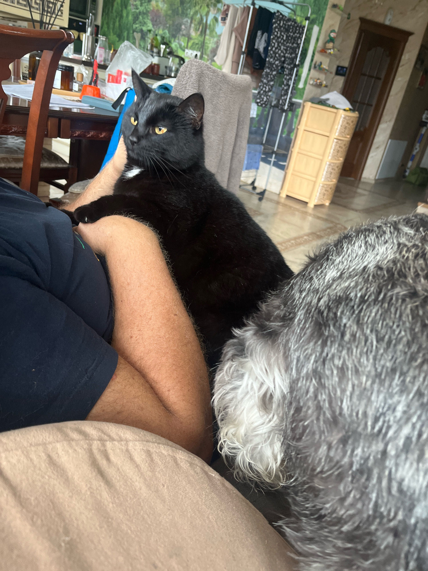 A black cat with yellow eyes is resting on a person's lap, which is covered by a beige blanket. The person is wearing a dark blue t-shirt. To the right of the cat, a gray dog with shaggy fur is also present, with its head resting near the cat. In the background, a room is visible with furniture, including a wooden chair and table, a chest of drawers, and a rack with clothes. The setting appears to be indoors, possibly a living room or dining area, and does not contain any elements that suggest it is located in Vladimirovka, Russia.