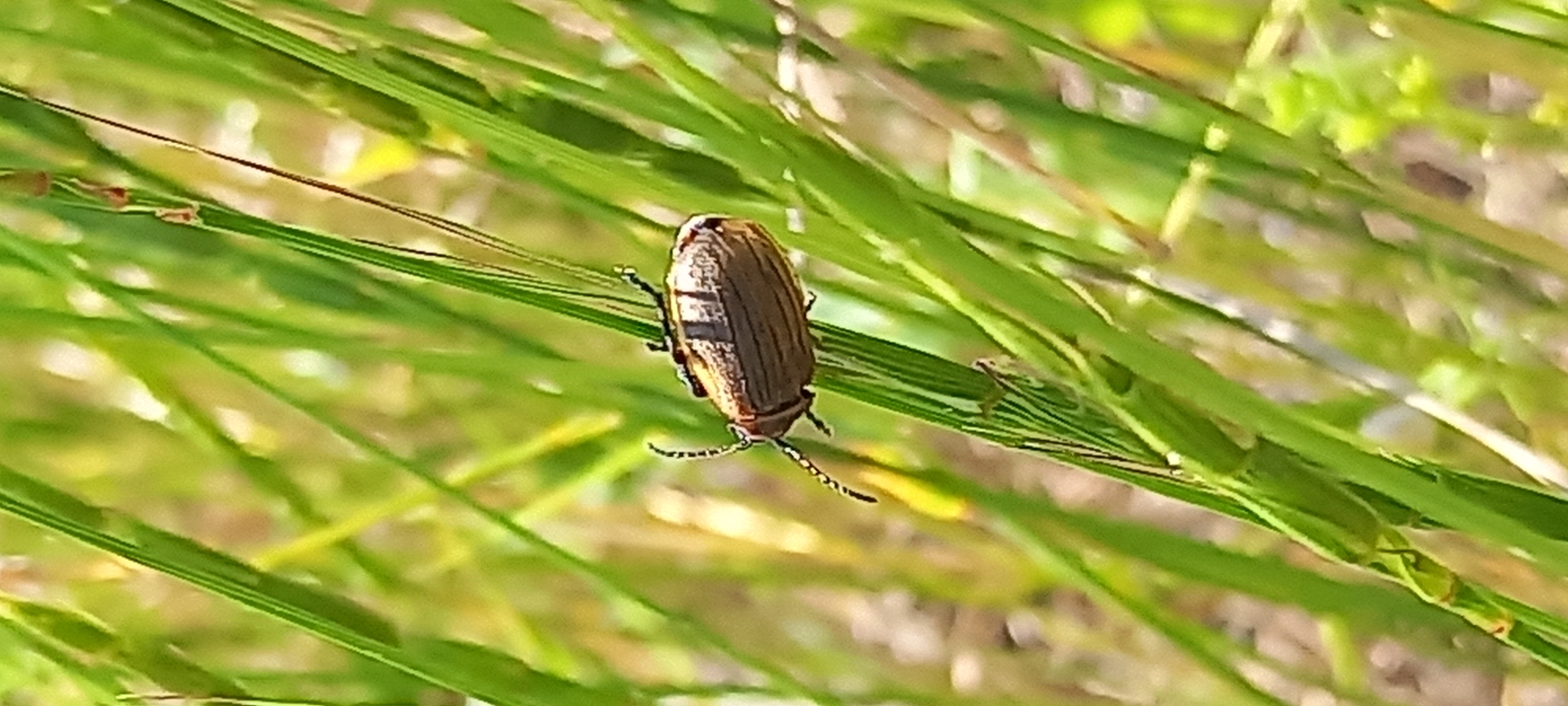 A small brown beetle with distinctive dark stripes on its wing casings is clinging to a blade of grass. The beetle is oriented diagonally, with its head pointing to the left and its abdomen to the right. Its antennae are visible and curled upwards. The grass blades are green and vertical, with some blurred foliage and sunlight in the background. The scene appears to be a close-up shot of nature in an outdoor environment. The image does not contain any information that can identify its location in Kryvyi Rih, Ukraine.