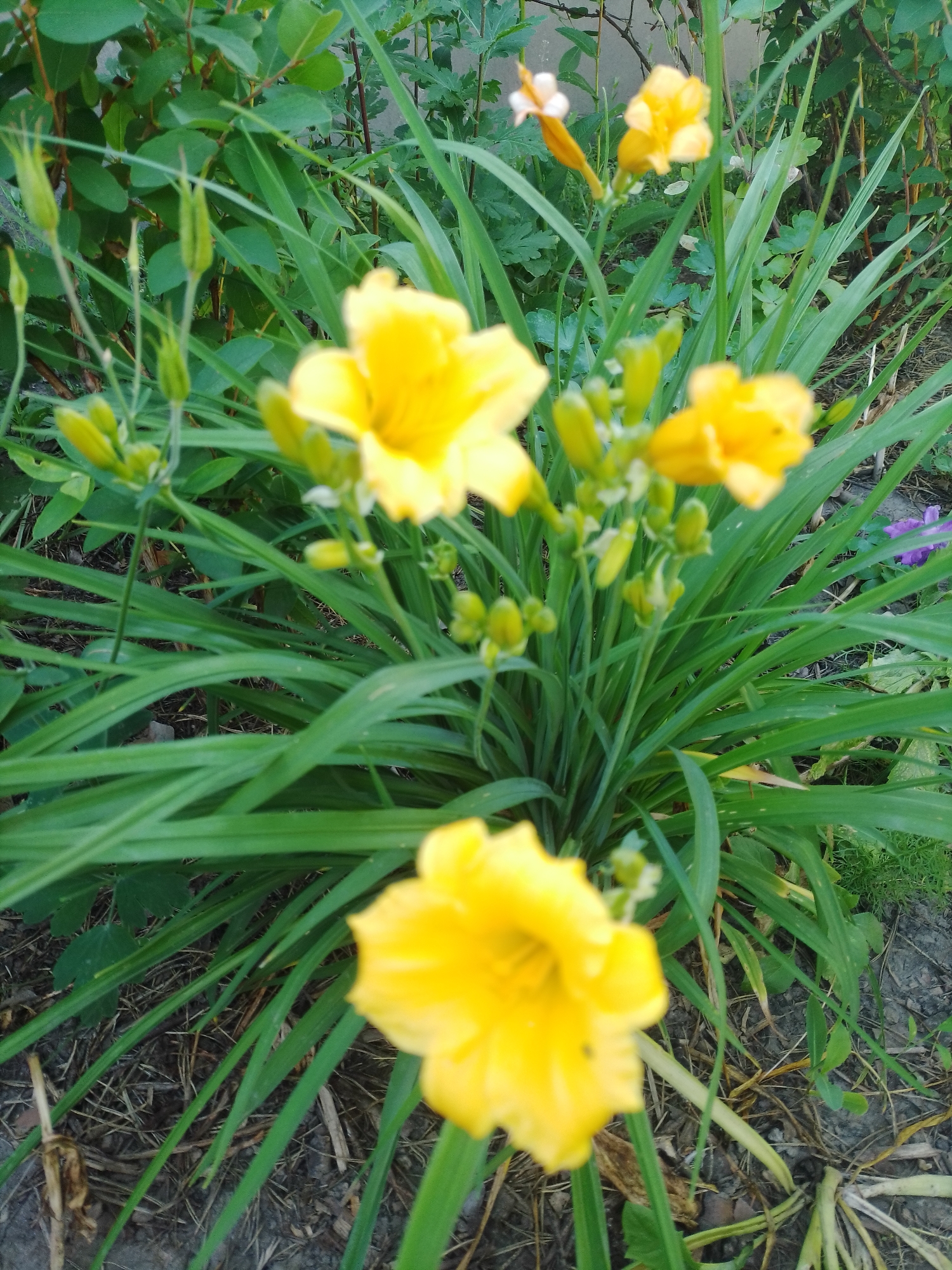 The image depicts a close-up view of a patch of yellow daylilies with green foliage in an outdoor setting. The flowers are the primary subjects, with several in bloom and some buds visible. The background consists of more greenery, likely other plants and bushes, and a glimpse of what appears to be ground cover composed of dry leaves and soil. The scene suggests a garden or natural area. The location provided, Ustyvytsia, Ukraine, indicates this is likely a residential or rural area. There are no people visible in the image, nor any discernable actions or interactions taking place. The lighting appears to be natural, suggesting it was taken during daylight hours. The focus is sharpest on the foreground flowers, with the background elements becoming increasingly blurred.