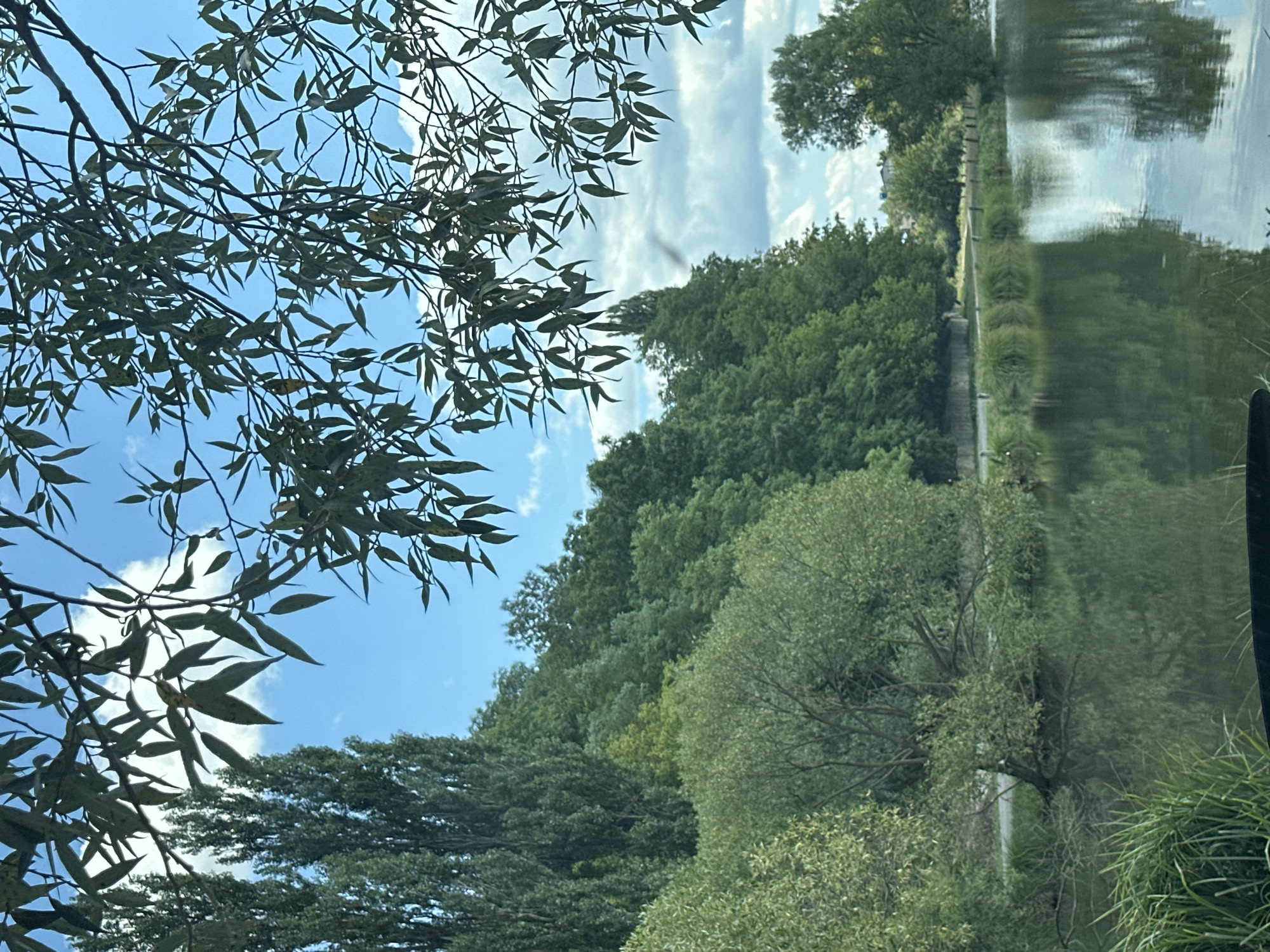 This is a nature scene with lush green trees and a body of water. The image is taken from a low angle, looking up through the branches of a tree with long, narrow leaves. In the background, there is a dense forest covering a hillside, with a bright blue sky and scattered white clouds above. The water in the foreground reflects the trees and the sky, creating a serene and tranquil atmosphere. There are no people or animals visible in the image. The location is identified as Makiv, Ukraine.
