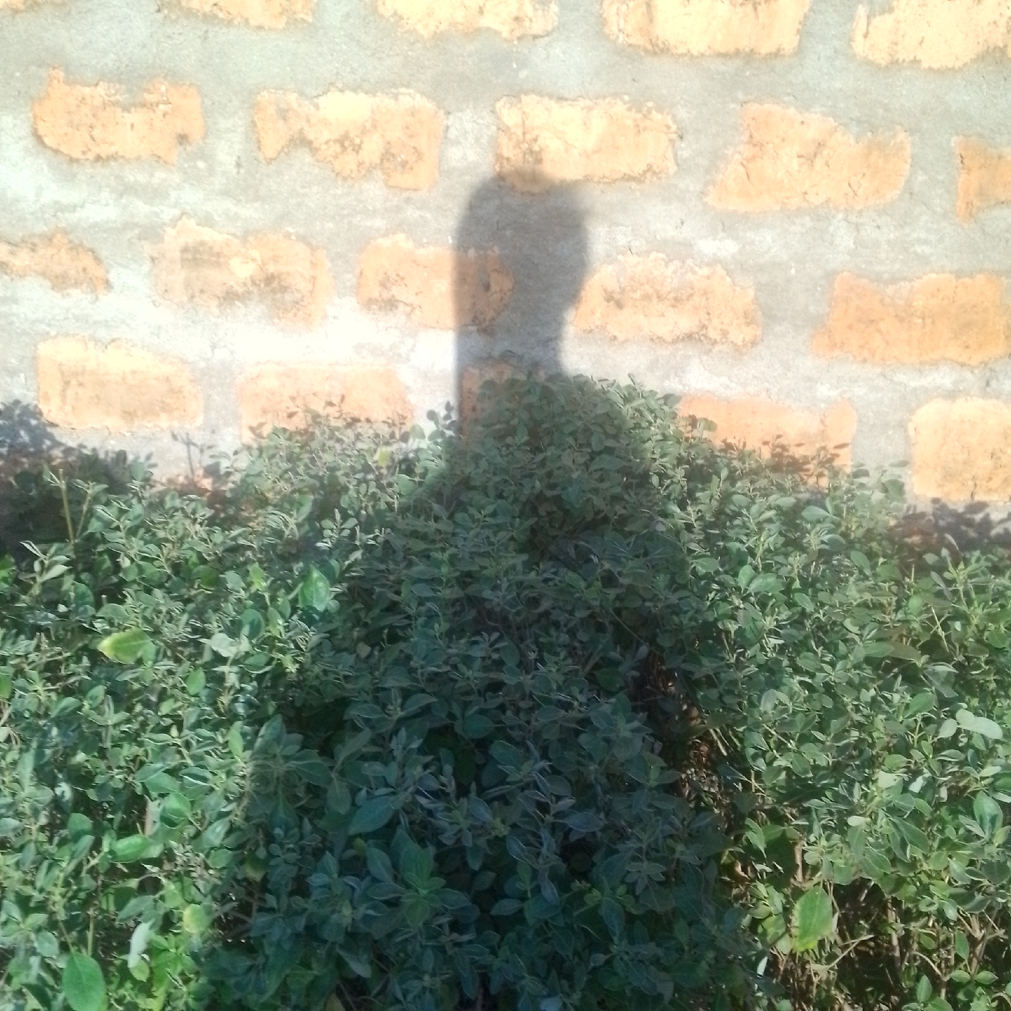 The image depicts a shadow of a person, possibly a man, cast against a textured brick wall. The wall is constructed with irregular, light-colored bricks interspersed with a rough, grey mortar. The shadow is sharp and clearly defined, suggesting bright sunlight. In the foreground, a dense cluster of green foliage, likely a shrub or hedge, partially obscures the base of the wall and the shadow. The leaves are small and closely packed, creating a lush texture. The lighting indicates it is daytime, with the sun positioned to cast a distinct shadow. The scene appears to be outdoors, with the brick wall acting as a backdrop. The overall impression is one of a sunny day, possibly in an urban or semi-urban environment given the brick construction. There is no visible text in the image.