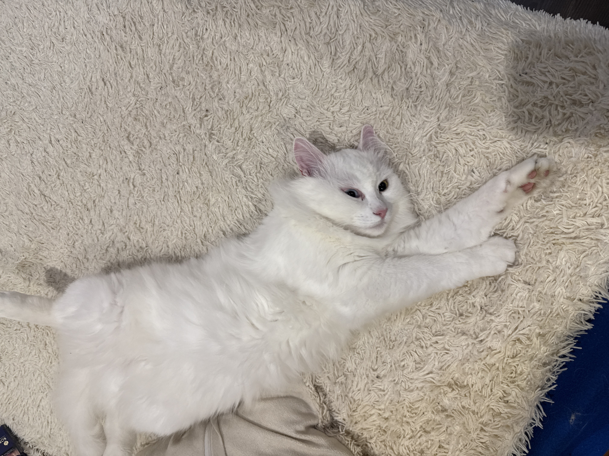 A fluffy, long-haired white cat is prominently featured, lying stretched out on a light-colored, shaggy blanket or rug. The cat's body is extended, with its front paws reaching upwards and to the right. Its head is slightly tilted, revealing pink inner ears and a light pink nose. One of the cat's eyes, visible in detail, has an amber or yellowish hue, while the other is less distinct. Pink toe beans are visible on the extended front paw. The cat's pose suggests relaxation and stretching. The background consists entirely of the textured, cream-colored blanket, creating a soft, monochromatic palette that highlights the white fur of the cat. In the bottom-left corner, a small portion of an object, possibly a compact or palette, is visible with partial text that appears to start with "SOP...". A thin strip of dark blue material is also visible along the far right edge of the image. The scene is indoors, likely within a home in Bobylino, Russia, with soft, diffused lighting.