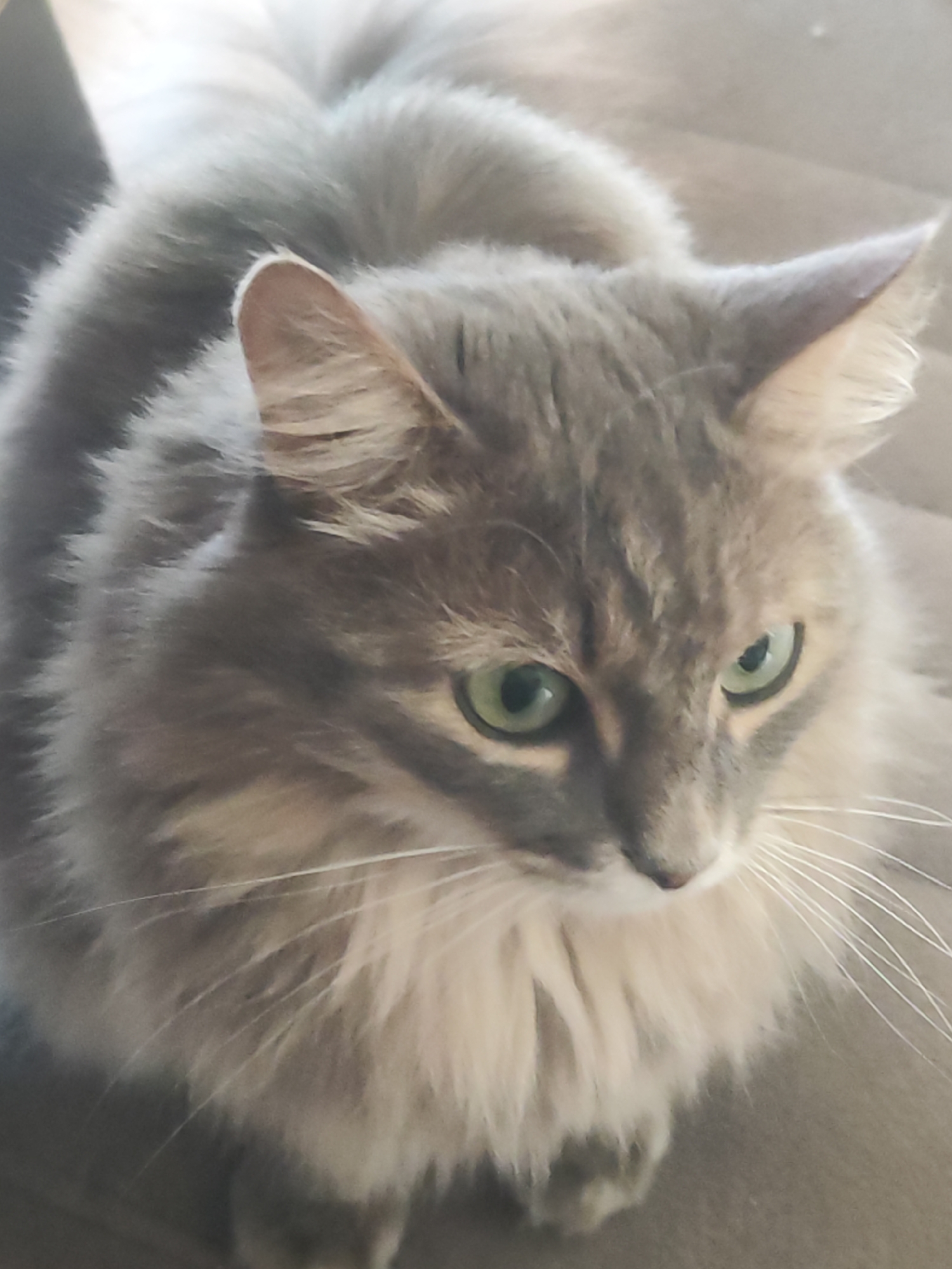 A serene, close-up portrait captures a beautiful long-haired domestic cat, likely situated indoors in Chaikovsky, Russia. The cat features a luxurious, fluffy coat, predominantly gray and silver, with distinct tabby markings and lighter cream-colored fur on its chest and under its chin. Its most striking features are its bright, piercing green eyes, which are directed downwards and slightly to the right, conveying an attentive and calm expression.
The feline's pointed ears are erect and framed by soft fur, with delicate tufts visible inside. Numerous long, white whiskers protrude from its muzzle. Part of its fluffy tail is visible in the upper left corner of the frame, indicating the plushness of its fur. The cat appears to be sitting or reclining on a soft, neutral-toned surface, possibly a sofa or cushion, which is gently blurred in the background, drawing focus to the animal. The lighting is soft and even, suggesting natural ambient light indoors during the daytime. There are no people, other specific objects, or visible text within the image. The scene conveys a moment of peaceful observation.