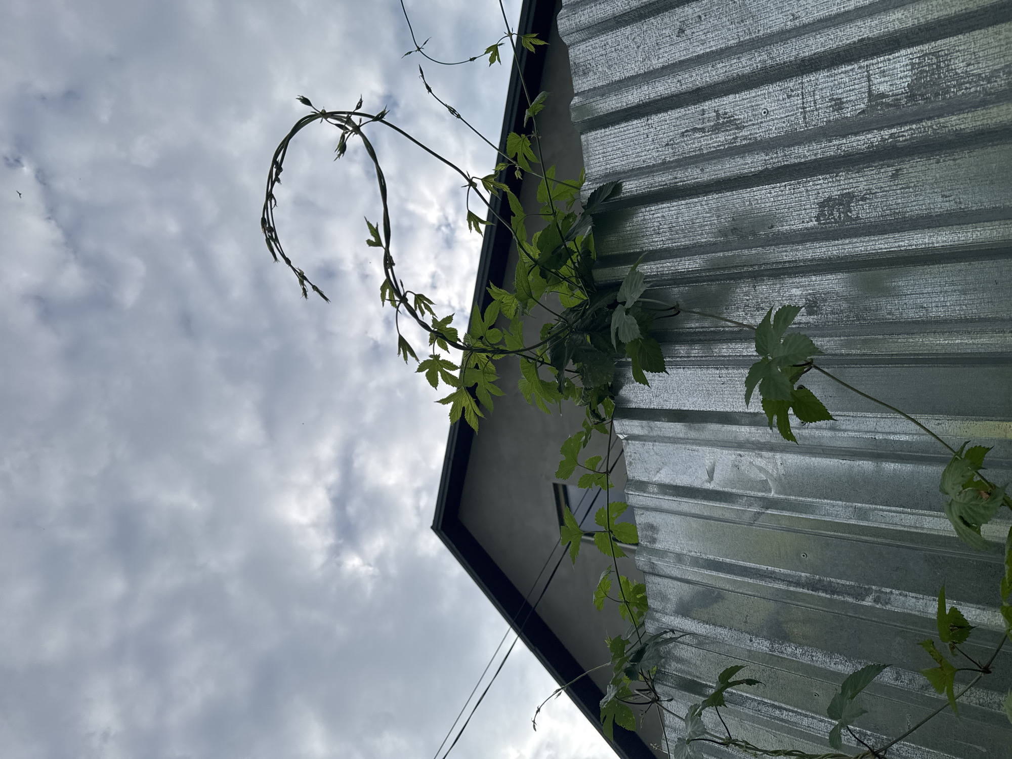 The image is a low-angle shot looking up at a corrugated metal wall with green vines growing on it. The vines are climbing up the wall and extending into the sky. The sky is overcast with some lighter patches of clouds. The scene appears to be outdoors, possibly in a backyard or an industrial area, given the metal siding. The time of day is unclear due to the cloudy sky, but it appears to be daytime. The overall mood is somewhat naturalistic and slightly industrial, with the organic growth of the vines contrasting with the man-made metal structure. There are no people visible in the image. The focus is on the textures of the metal and the leaves of the vines.