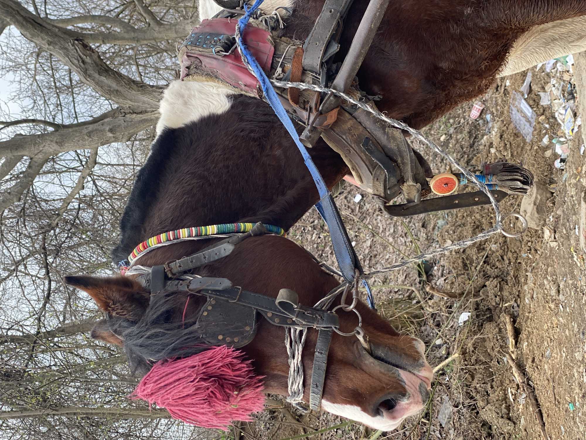 A pinto horse, predominantly brown with a white blaze on its muzzle and white markings on its body, stands in an undeveloped area of Pleven, Bulgaria. The horse's head is oriented towards the left, displaying a pink muzzle, dark brown eyes obscured by dark leather blinders, and erect brown ears. A prominent, bright pink fibrous tassel covers the horse's forehead, and a multi-colored beaded collar, featuring red, yellow, green, white, and blue beads, encircles its neck. The animal is fitted with a utilitarian work harness, constructed from worn dark leather straps and metal hardware, including a bit visible in its mouth. A red-colored pad or blanket is positioned over the horse's back, partially obscured by the harness straps. Metal shafts, consistent with those used for pulling a cart or wagon, extend from the harness on the horse's right side, secured by a blue synthetic strap and a twisted grey and white rope. A circular red and white charm with blue tassels hangs from a harness strap on its right side. The ground beneath the horse is uneven, composed of disturbed earth, dry leaves, and substantial scattered refuse including plastic bottles, wrappers, and other debris. The background features a dense growth of leafless deciduous trees against an overcast sky, indicating late winter or early spring conditions.