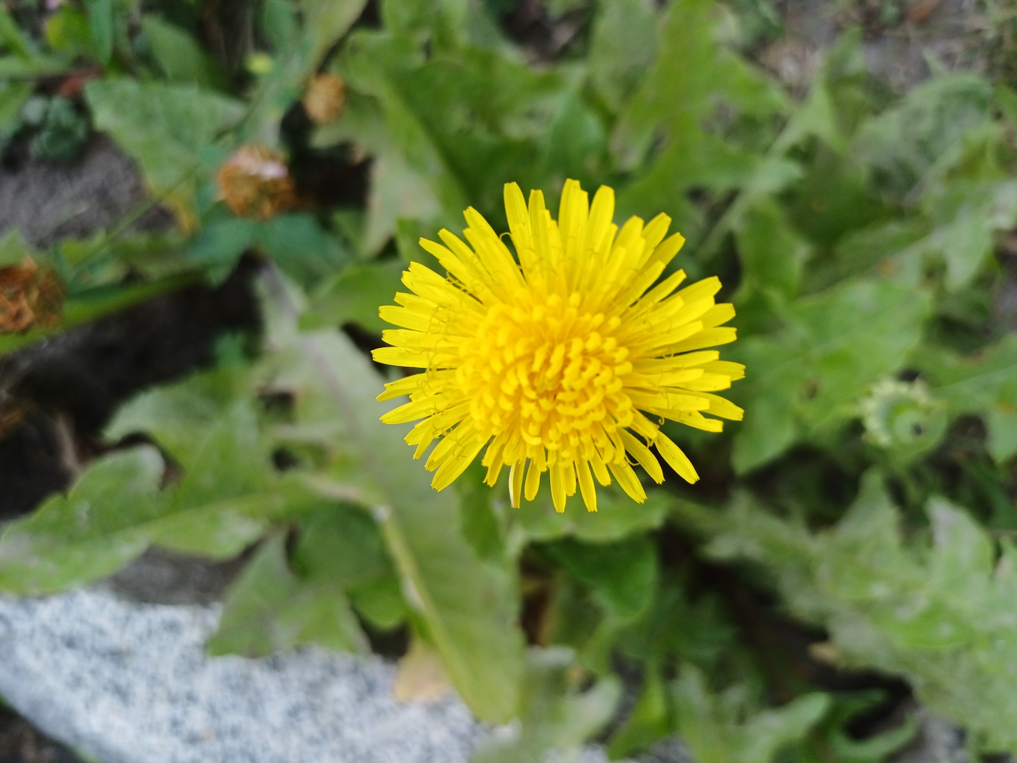 A single, bright yellow dandelion is in sharp focus, centrally located in the frame. The dandelion's petals radiate outward from a dense, textured center. The background is a blur of green dandelion leaves and brown, dry seed heads, indicating an outdoor setting. To the left of the dandelion, a portion of a light-colored, speckled rock is visible. The overall environment suggests a natural or park-like area. The scene is devoid of human presence.