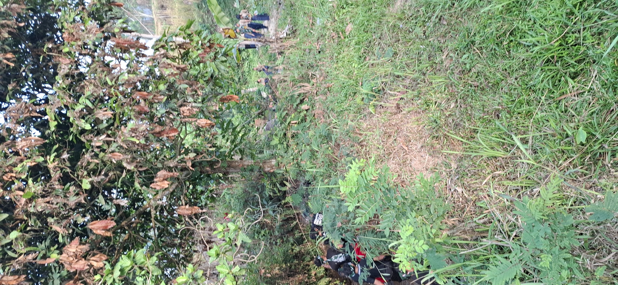 The image shows an outdoor scene with dense vegetation and a group of people. In the foreground, there is tall grass and various plants. To the left, a pile of black trash bags is visible amongst the foliage, with a hint of red fabric. Further back and to the right, several individuals are seen, some standing and some sitting. They appear to be wearing dark uniforms with some lighter elements, possibly a headband or cap. One person is partially obscured by a banana tree. The background consists of more trees and foliage, with a slight incline suggesting a hilly or uneven terrain. The overall impression is of a natural, possibly rural or semi-rural environment. The image was taken in Puntukrejo, Indonesia.