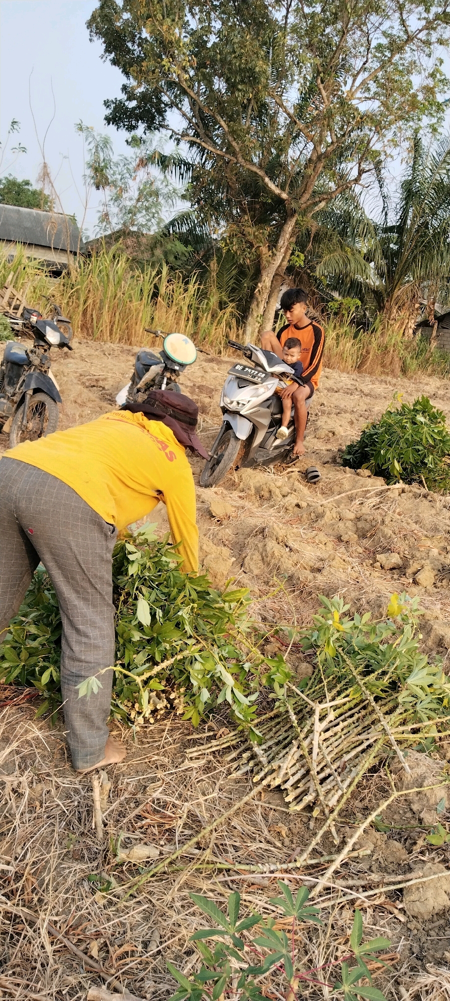 This outdoor scene, set in Tanjung Ratu Ilir, Indonesia, depicts a harvested cassava field. In the foreground, a person wearing a yellow long-sleeved shirt and grey checkered pants is bent over, gathering cassava stalks. A pile of harvested cassava stems and leaves is visible to the right of this person, with more stems stacked neatly in the background. To the left of the person in yellow, another motorcycle is parked.
In the mid-ground, a silver motorcycle is parked, and a young boy is seated on it, holding a smaller child. The boy is wearing an orange and black long-sleeved shirt and dark shorts. The background consists of dry soil, tall dry grasses, and trees, including a prominent tree with a sprawling canopy behind the motorcycles. A simple structure with a corrugated metal roof is partially visible in the far left background. The overall environment suggests a rural or agricultural setting.