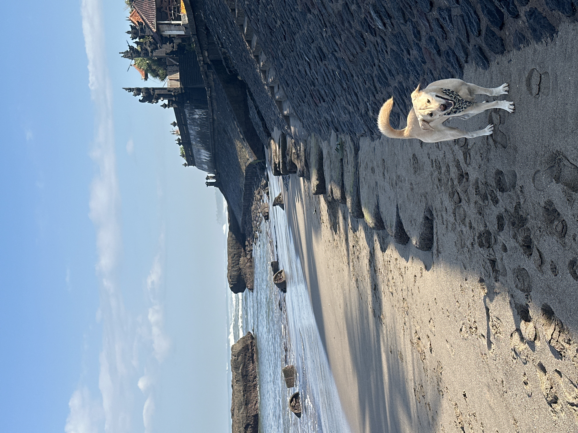 A light-colored dog wearing a leopard-print bandana walks on a sandy beach in North Kuta, Indonesia. The dog is in the foreground, facing the camera with its mouth open. Behind the dog, a dark stone wall lines the beach, with steps leading up to a structure with traditional Balinese architecture, including ornate gates and tiled roofs. The ocean is visible to the left, with waves breaking on rocks and the shore. The sky is blue with scattered white clouds. Footprints are visible in the sand.