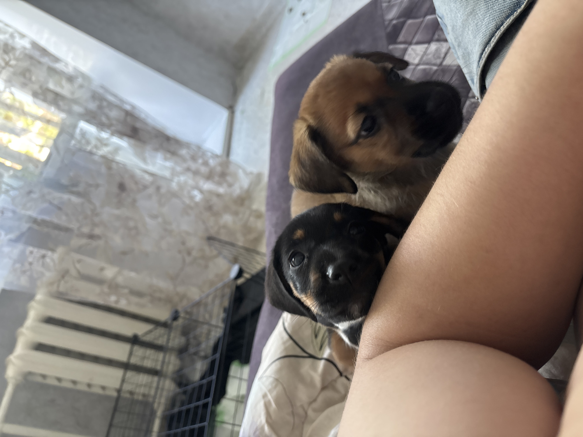 Two puppies, one brown and one black, sit near a person's leg and an open dog crate.