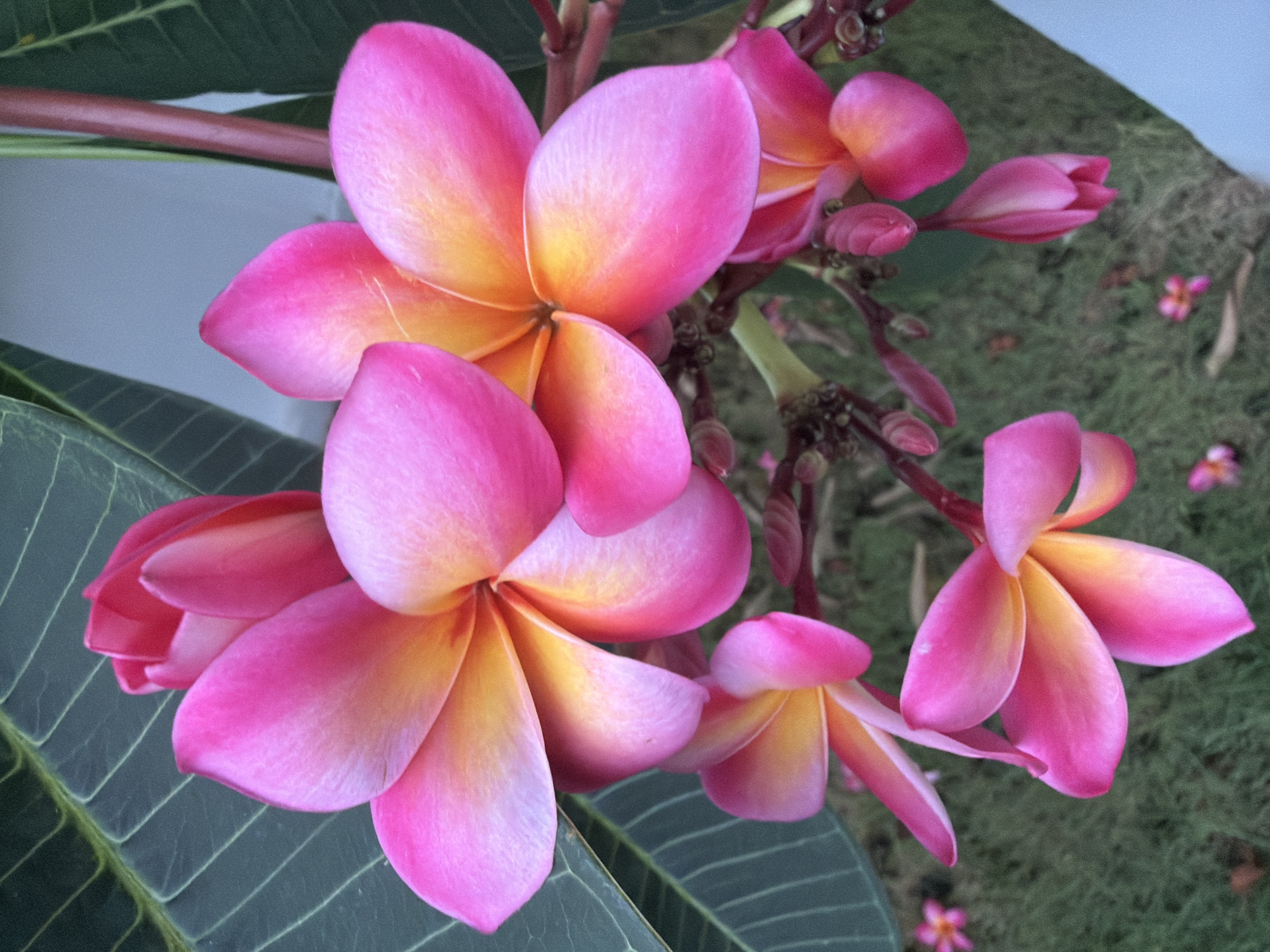 A cluster of vibrant pink and yellow frangipani flowers hangs from a stem, set against a backdrop of large green leaves and a blurred green grassy area. The flowers, with their characteristic five petals, display a gradient of color, transitioning from a deep fuchsia at the edges to a bright yellow or orange at their centers. Several buds are also visible, suggesting ongoing blooming. The lighting appears natural, possibly from daylight, casting soft shadows and highlighting the delicate textures of the petals. The overall scene evokes a tropical atmosphere, consistent with the environment of Ko Samui District, Thailand, known for its lush vegetation and tropical flora.