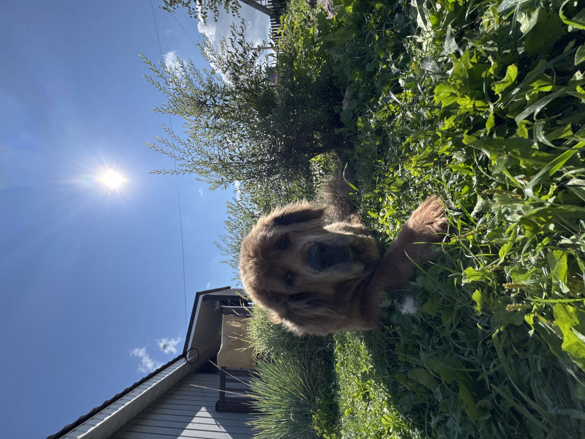 A large, shaggy, brown dog, possibly a Tibetan Mastiff, is lying in lush green grass in front of a gray-sided building with a white trim, located in Kempelevo, Russia. The dog is looking towards the camera with its head slightly tilted. Behind the dog, to the right, is a dense green bush. The sky is a clear, bright blue with the sun prominently shining, creating a lens flare effect. A thin strand of wire is visible stretching across the sky. The scene appears to be outdoors on a sunny day.