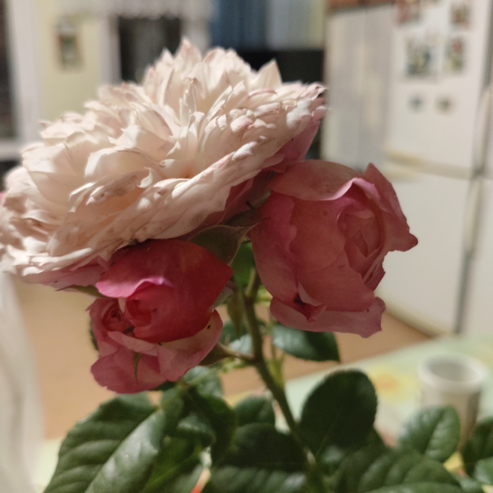 A close-up, slightly blurry shot of a cluster of three roses, one large pale pink rose and two smaller, darker pink roses, is the main focus. The roses have delicate, ruffled petals and are set against a softly blurred background that suggests an indoor environment. The background includes hints of kitchen appliances and possibly a countertop, suggesting the roses might be in a domestic setting. The lighting is soft, with some highlights on the petals, and the overall impression is one of gentle, natural beauty.