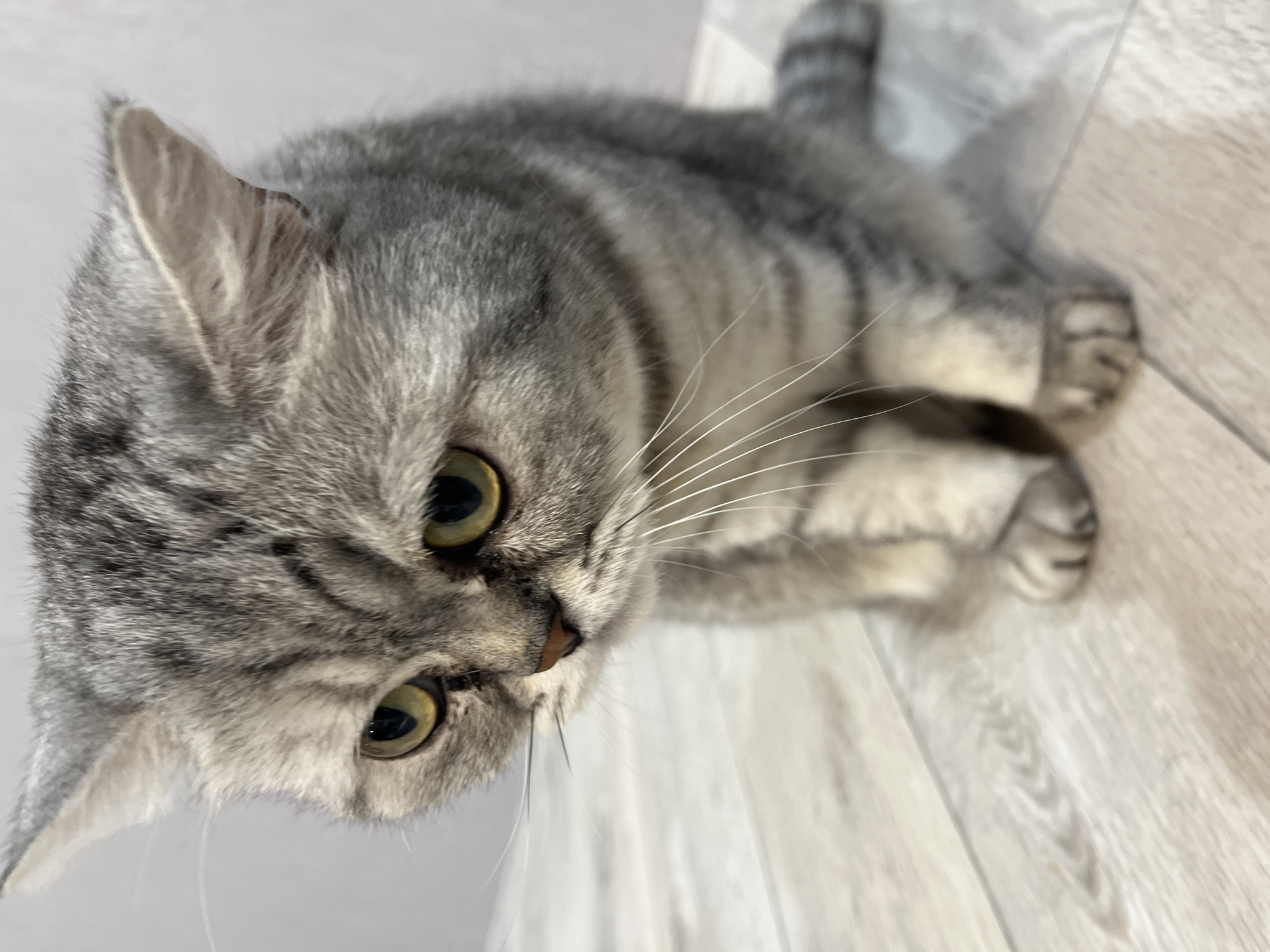 This high-angle, close-up image features a domestic cat resting indoors in Chaikovsky, Russia. The cat is a grey or silver tabby, likely a British Shorthair, characterized by its dense fur and distinct darker stripe patterns visible across its body, head, and tail.
The cat is lying down, with its head turned towards the viewer and slightly tilted, as if looking up or observing something below its line of sight. Its prominent, round eyes are a striking greenish-yellow color, appearing attentive and curious. Clear details include its small, slightly pink nose and long, delicate white whiskers fanning out from its muzzle.
The background primarily consists of a light-colored wooden floor with visible grain and plank lines. A plain, lighter-toned surface, possibly a wall or another section of the floor, is visible behind the cat's head. The cat's striped tail and paws are discernible in the blurred background. The lighting is soft and even, indicating an indoor setting, likely during the day. The image is presented with a counter-clockwise rotation, providing a unique perspective of the calm and relaxed feline. There is no visible text.