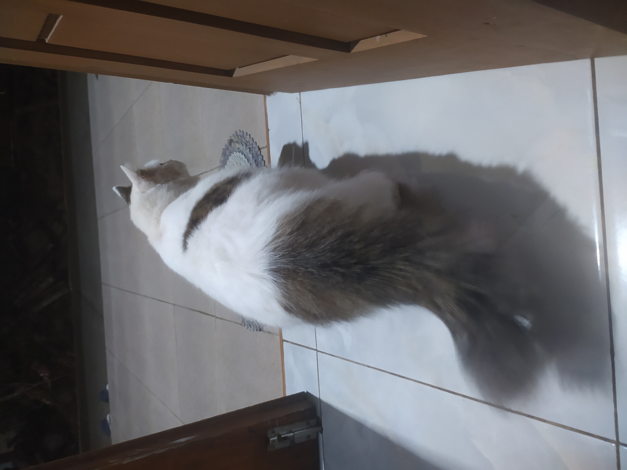 A white cat with brown markings is seen from behind, facing away from the camera. The cat is positioned on a light-colored tiled floor, with its shadow cast to its left. The background is dark and out of focus, but appears to show some objects on shelves. To the right of the cat is a wooden door frame, and to the left, a sliver of a wooden door is visible. The scene is indoors, likely in a domestic setting. There is no indication of the location being in Lopait, Indonesia.
