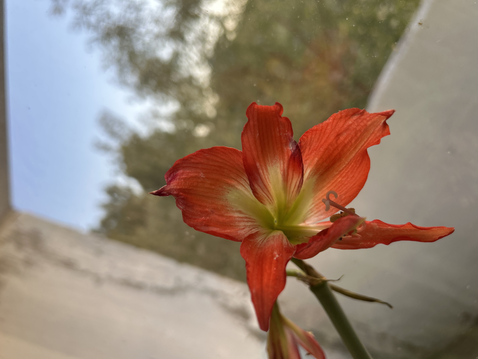 A close-up shot of an amaryllis flower with orange petals and a green center. The flower is indoors, near a window. Through the window, the background shows an indistinct view of what may be trees or foliage against a sky with muted colors. No people are visible. The location in Noviy, Russia, is not discernible from the image alone.