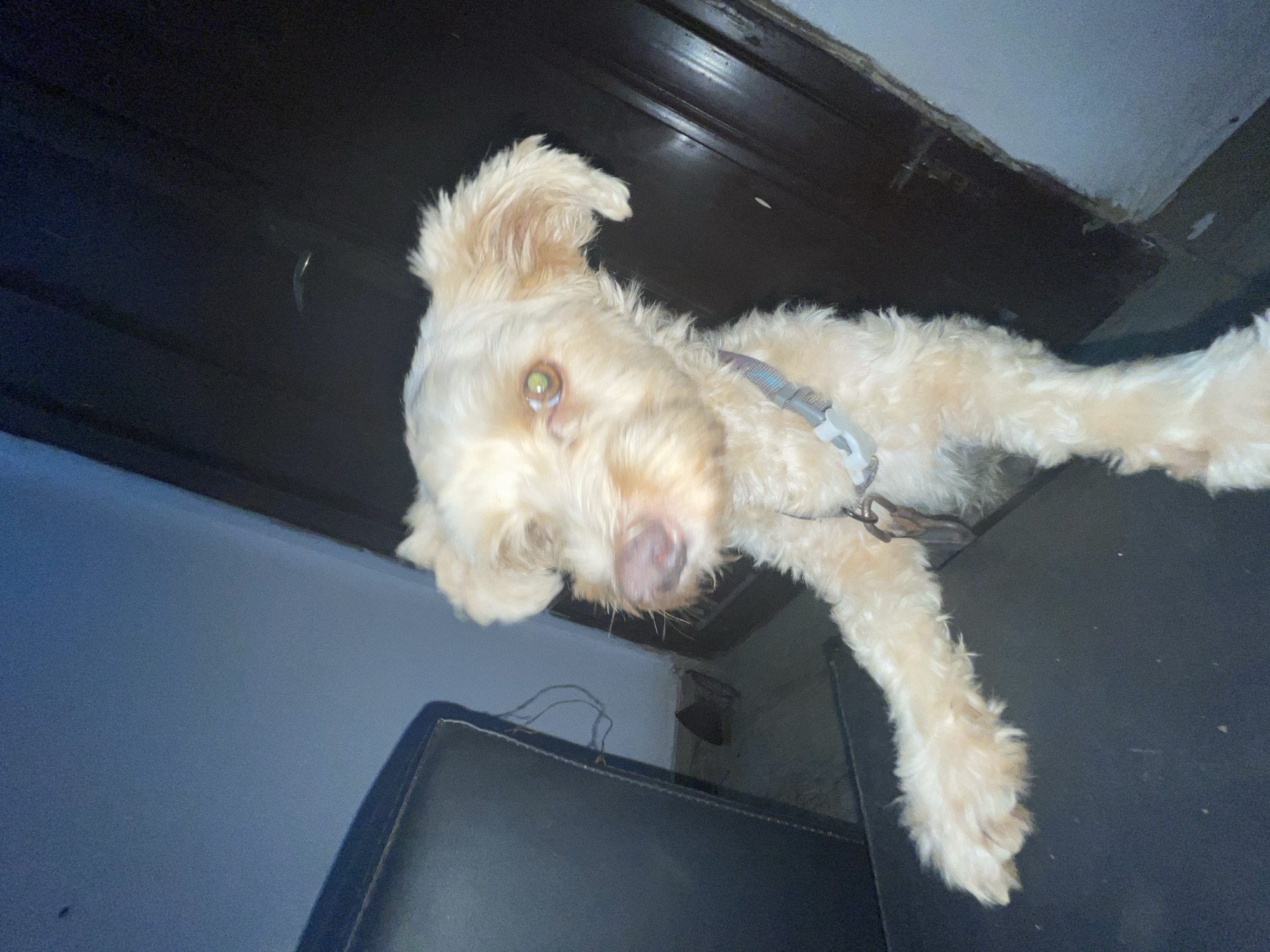 A close-up, slightly angled shot shows a light-tan, medium-sized dog lying on a dark surface, possibly a chair or couch. The dog is wearing a grey and white collar. The background consists of a dark wall or ceiling and a lighter-colored wall. There is nothing in the image to indicate this image was taken in Ado, Nigeria.