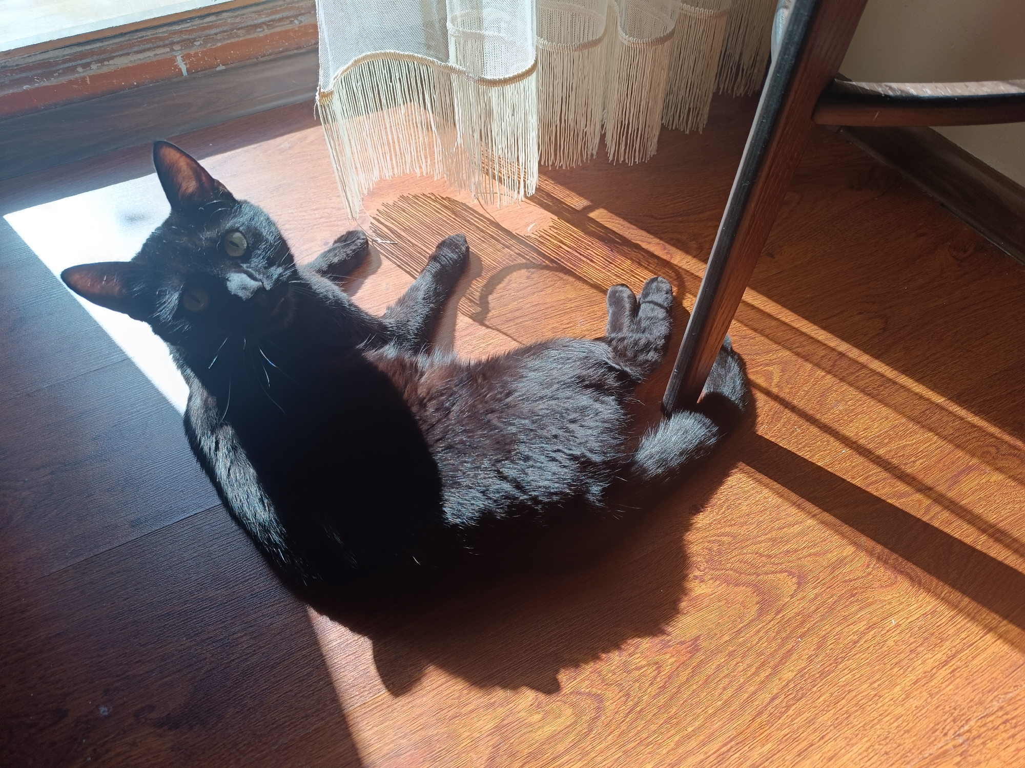 A black cat is captured lying on a wooden floor, basking in a bright, rectangular patch of sunlight. The cat, appearing relaxed and comfortable, is positioned on its side with its head slightly lifted, looking directly towards the viewer with bright green eyes. Its sleek black fur is illuminated where the sun hits, creating a sharp contrast with the shadowed areas of its body and the floor.
The floor is made of light brown wood or laminate, exhibiting a distinct grain pattern. In the upper portion of the frame, a sheer, light-colored curtain with a decorative fringe is visible, hanging down and casting elongated shadows onto the sunlit floor. To the right, a dark brown wooden chair leg is partially visible, indicating furniture within the room. The strong, direct sunlight suggests it is daytime, possibly morning or late afternoon. The scene depicts a tranquil indoor environment, with the cat enjoying the warmth of the sun. There is no visible text in the image.