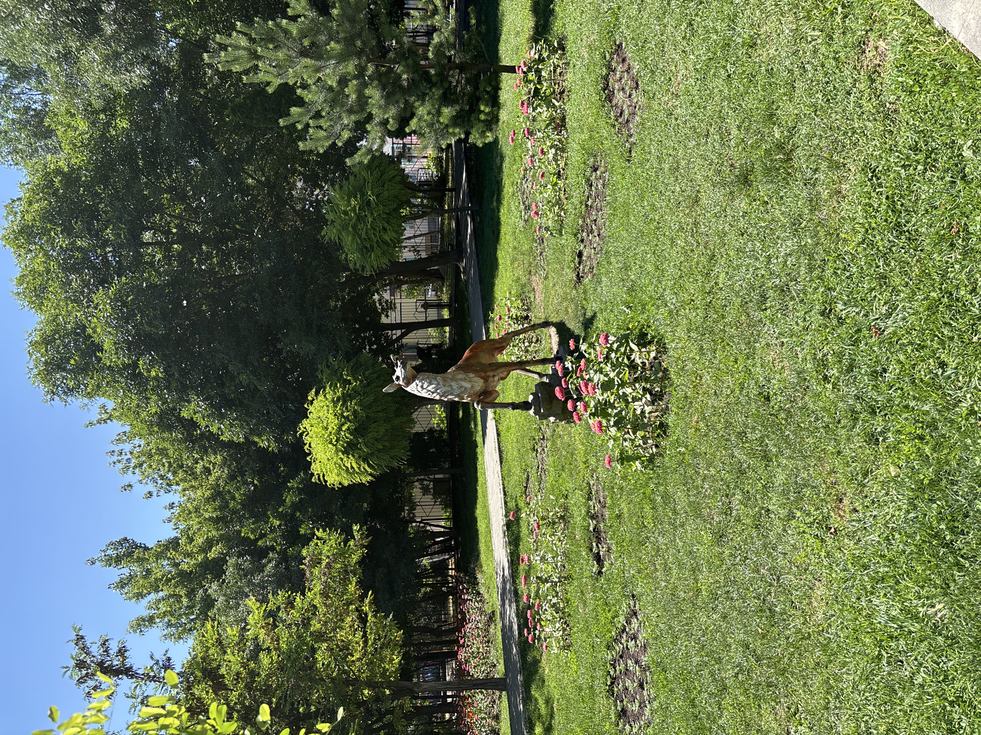 The image depicts a sunny day in a park-like setting, likely in Yerevan, Armenia, given the provided context. In the foreground, a well-maintained lawn is dotted with patches of pink flowers, possibly zinnias, arranged in circular beds. A statue of a deer, rendered in brown and white, stands prominently on a stone base in the center of the scene, its head tilted upwards. A paved pathway winds through the grass, leading towards a background of lush green trees and shrubs. A small pine tree is visible on the right side of the frame. The sky is a clear, vibrant blue, indicating fair weather. There are no people visible in the image. The overall impression is one of a peaceful, green urban space.