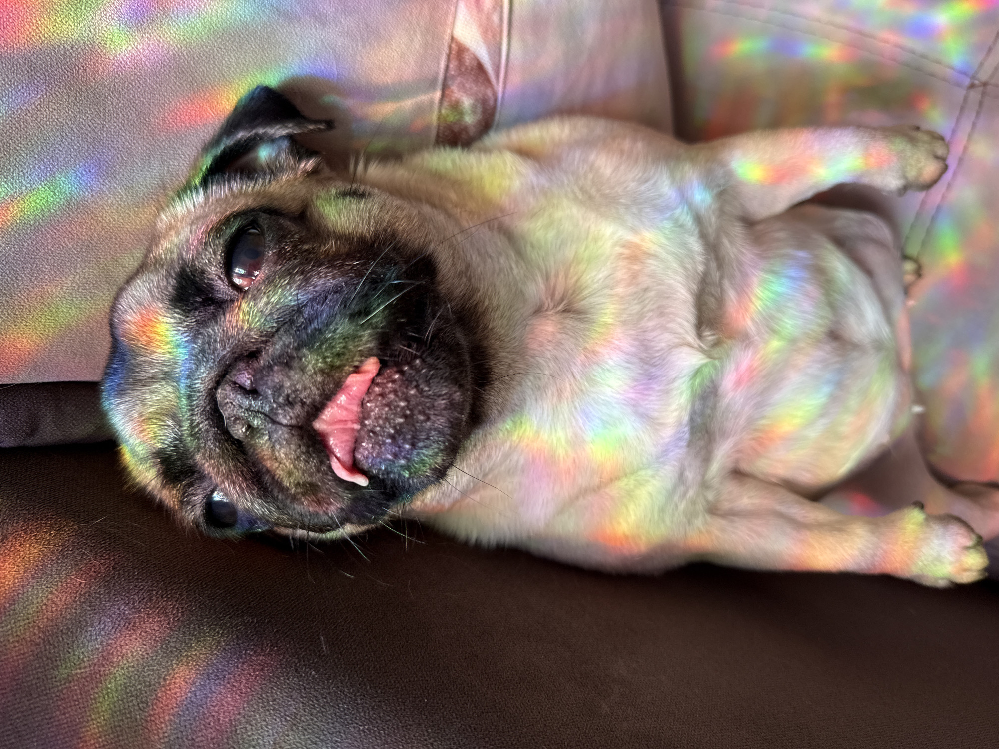 A pug dog lies on a couch, bathed in rainbow-colored light. The pug is facing upwards, with its tongue slightly protruding. The couch appears to be made of brown leather or fabric. The environment is dimly lit, with the rainbow light creating a colorful and somewhat surreal effect. The location is not specified and can be considered Unknown, Unknown.